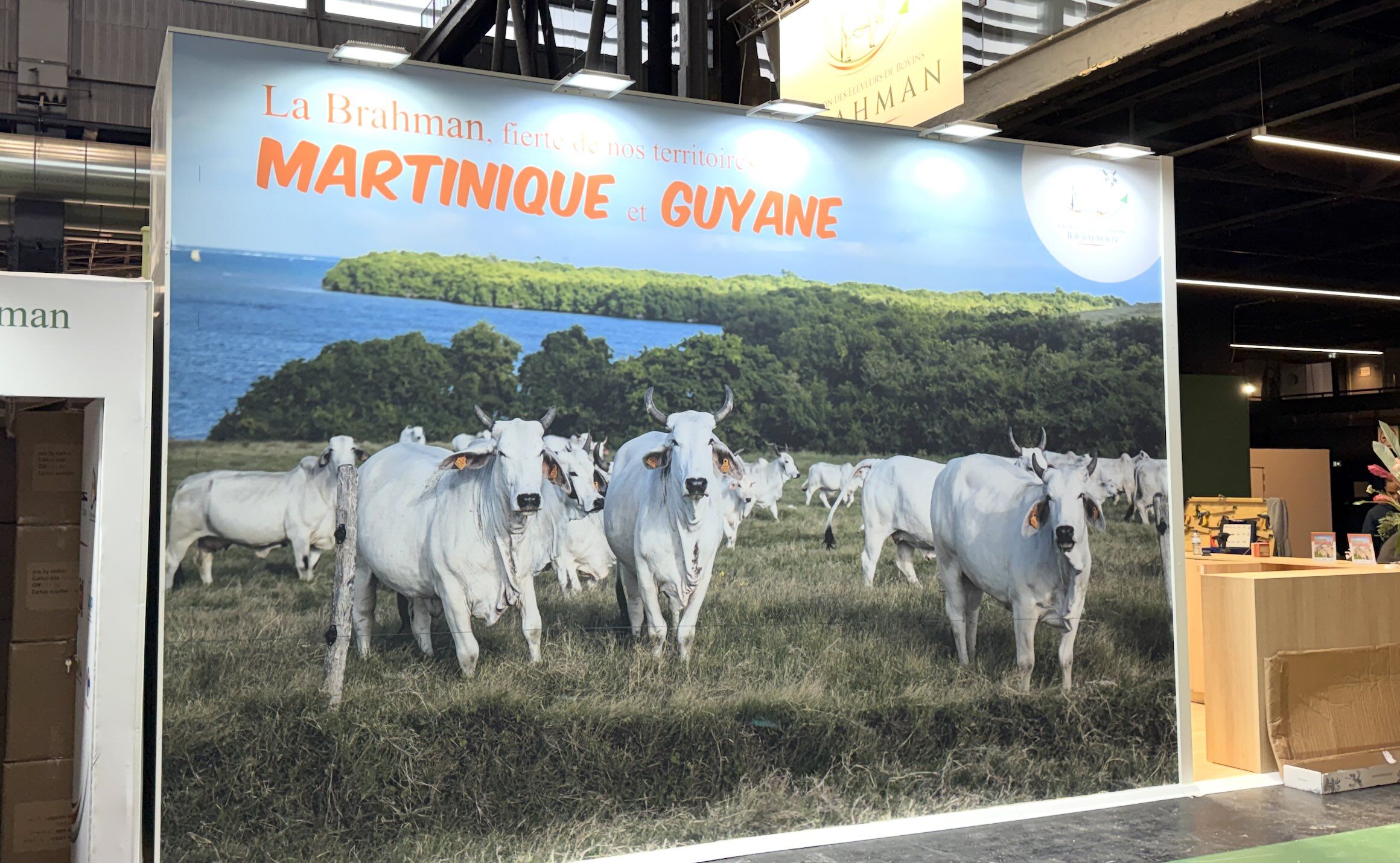 Reconnaissable à ses grandes oreilles pendantes, à la peau lâche de son cou et à sa bosse sur les épaules, la Brahman est une vache rustique, adaptée aux chaleurs tropicales