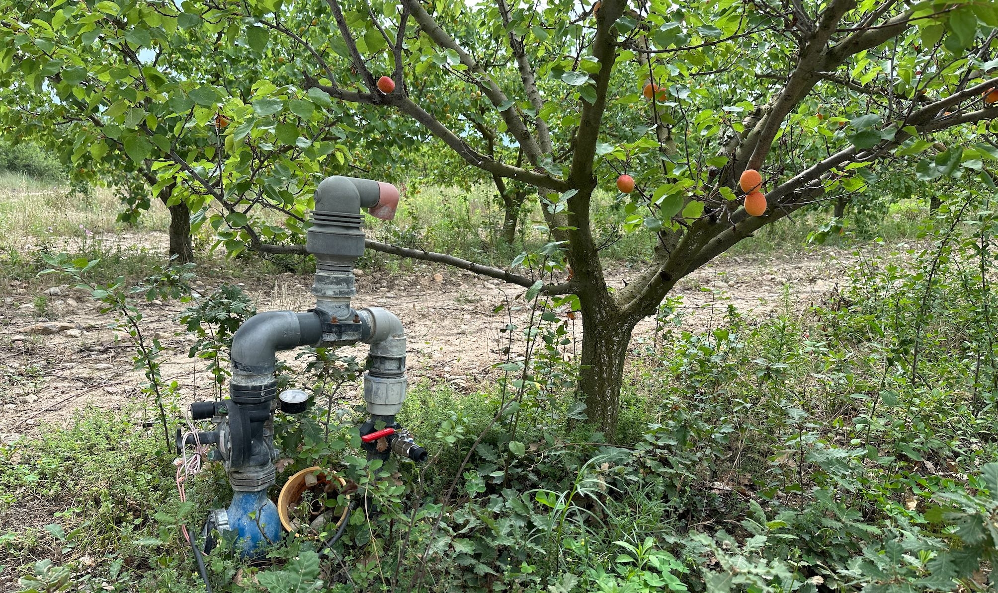 L’arboriculteur a installé un réseau de goutte-à-goutte enterré sur près de 7 ha, équivalent au tiers de la surface de son verger