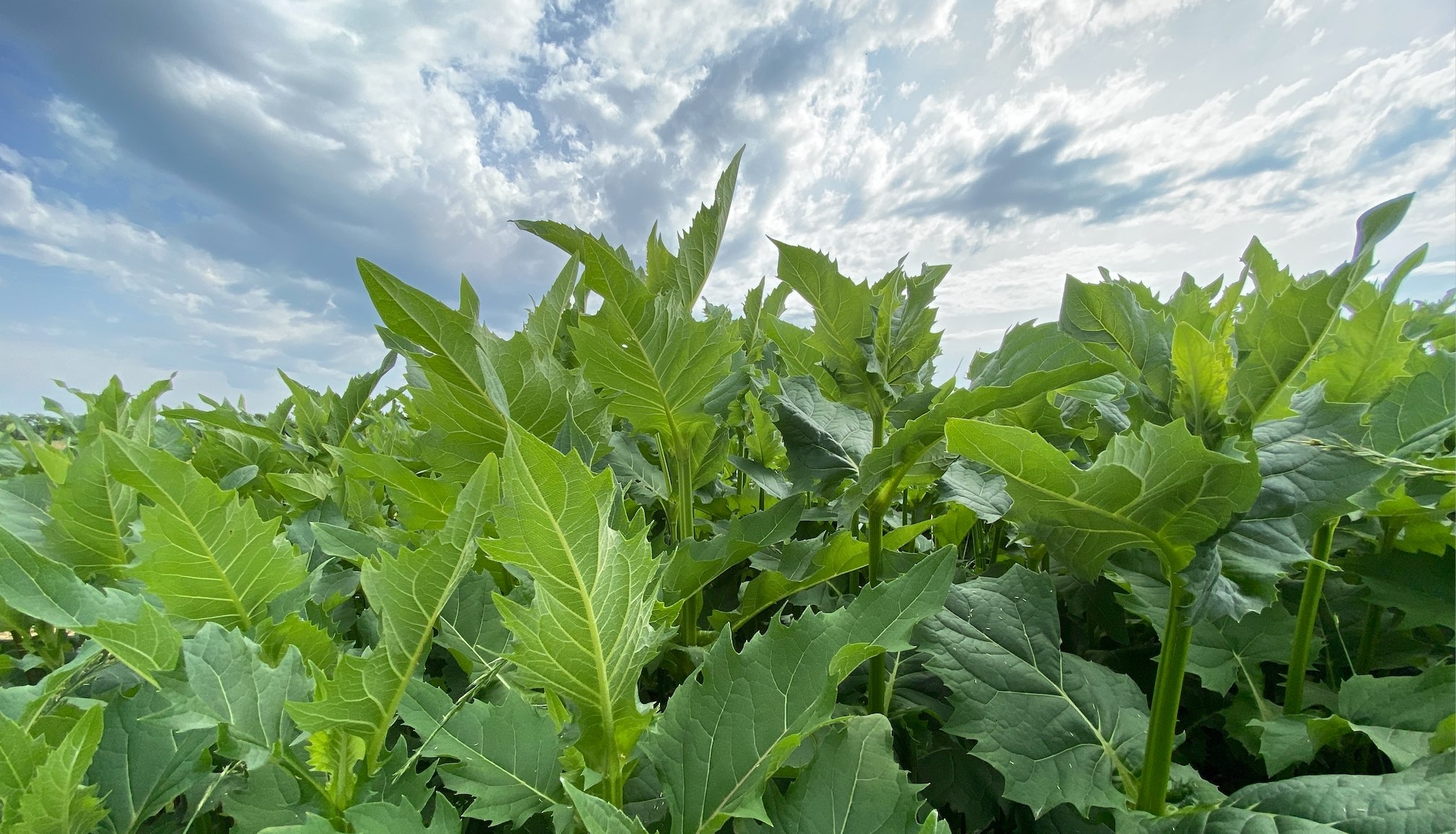 Pérenne, la silphie a néanmoins besoin d’eau et d’azote pour assurer une productivité comprise entre 10 et 20 t/ha de matière sèche selon les conditions pédoclimatiques