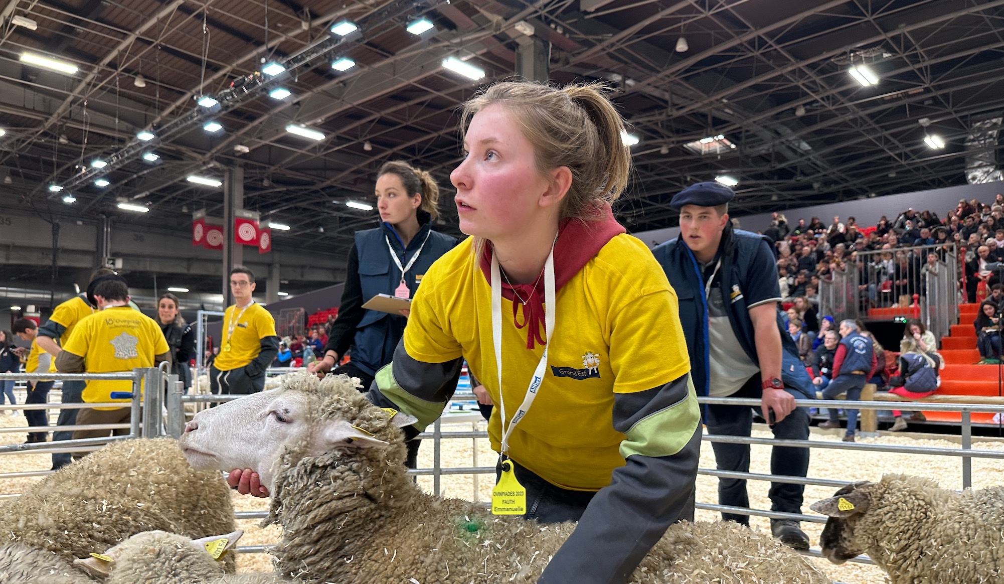 En ovin, Institut de l’élevage mentionne une corrélation entre le (bon) taux de féminisation des actifs et le (fort) taux de remplacement des départs (Crédit photo : R. Lecocq)