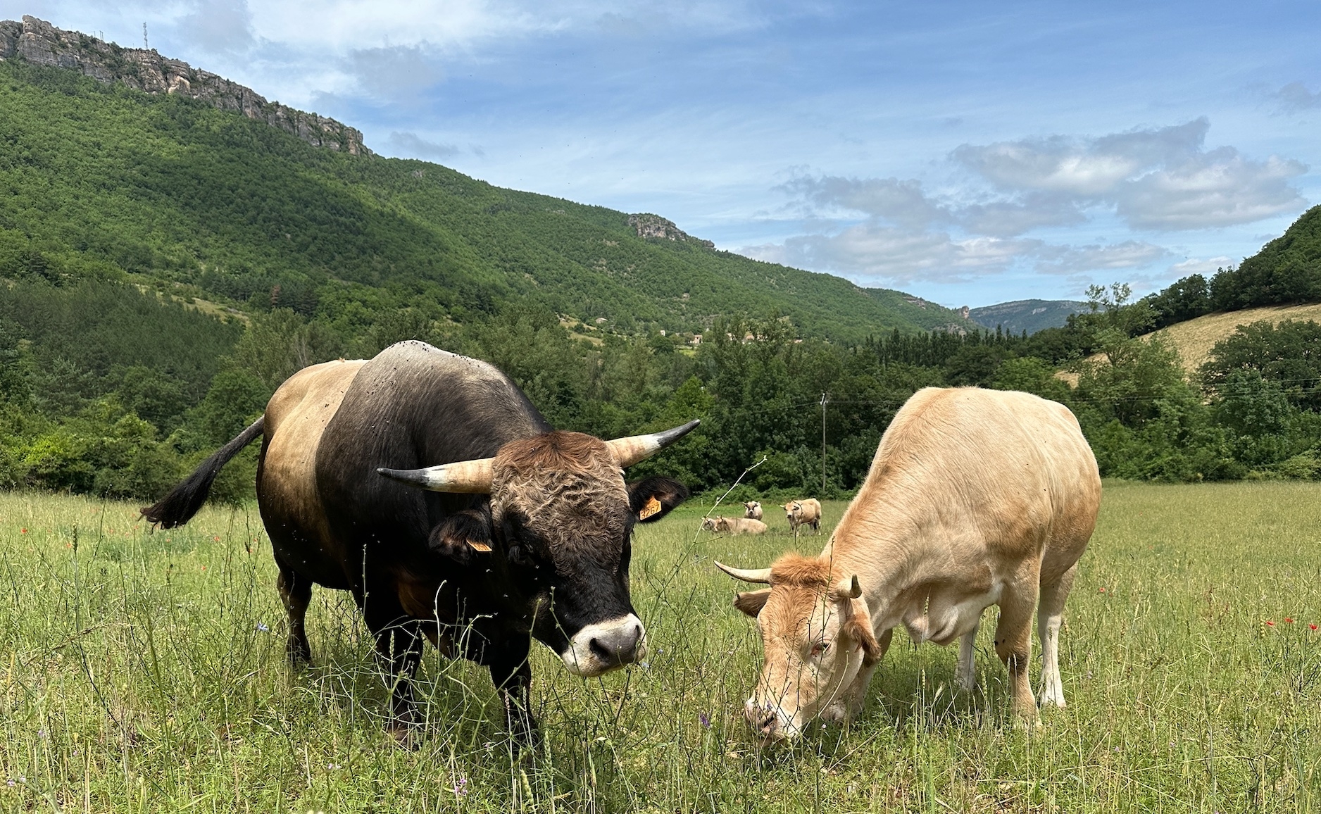 « Si la France devait un jour basculer dans le tout végétal, on se presserait d’étudier le moyen de réintroduire l’élevage afin de bénéficier de ses apports nutritionnels, écologiques et socio-économiques » (Crédit photo : R. Lecocq)