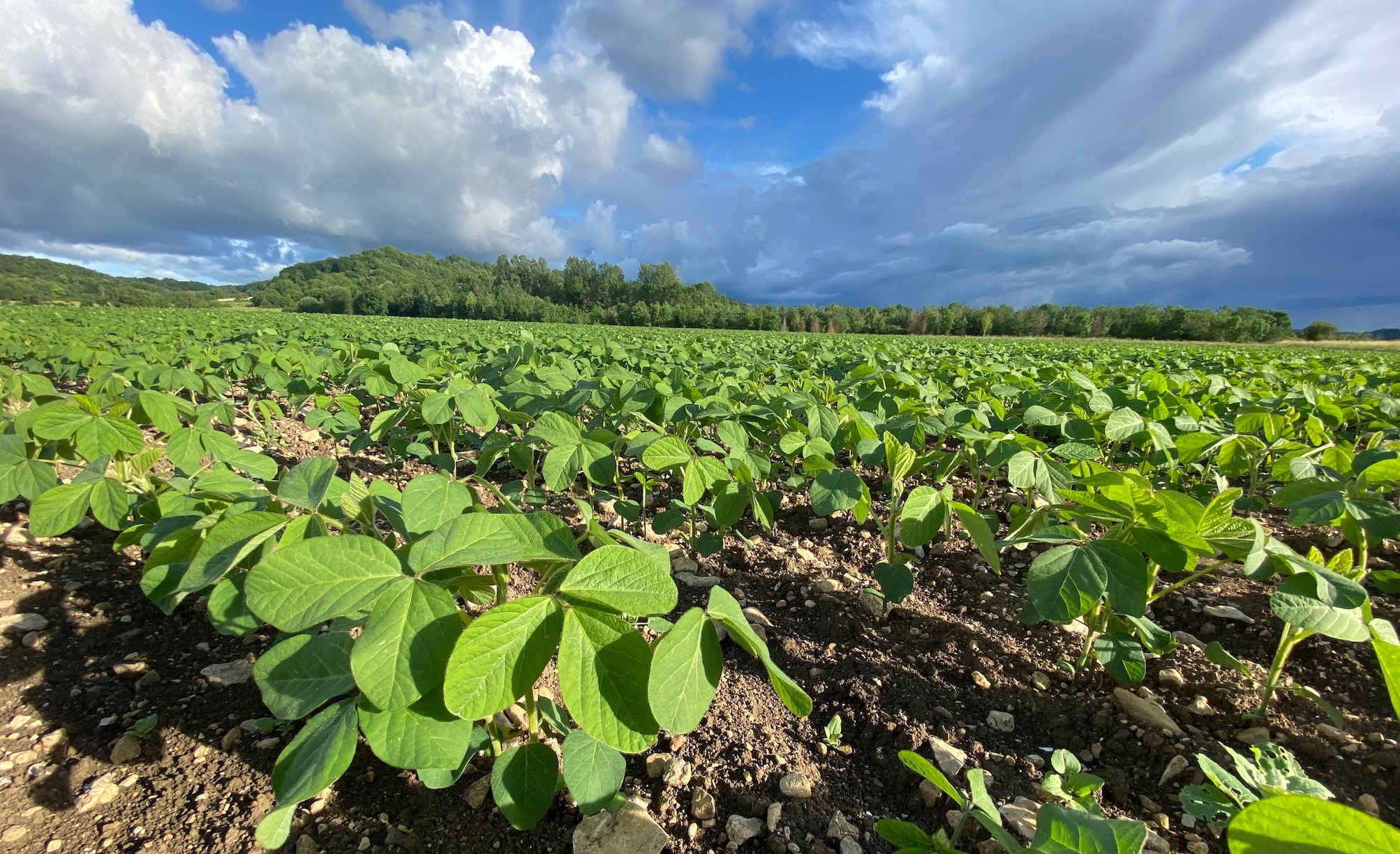 Les projets favorisant l’insertion de légumineuses dans les rotations pour améliorer la robustesse des systèmes de cultures sont ciblés par le guichet maturation d’aide à l’ingénierie (Crédit photo : R. Lecocq)