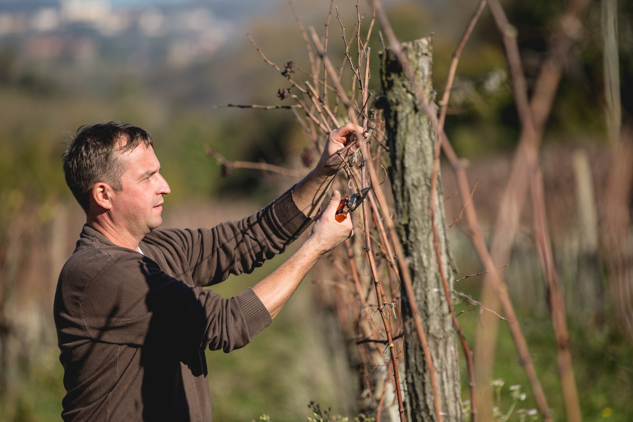 Taille de la vigne en hiver ©CasarsaGuru/Istock