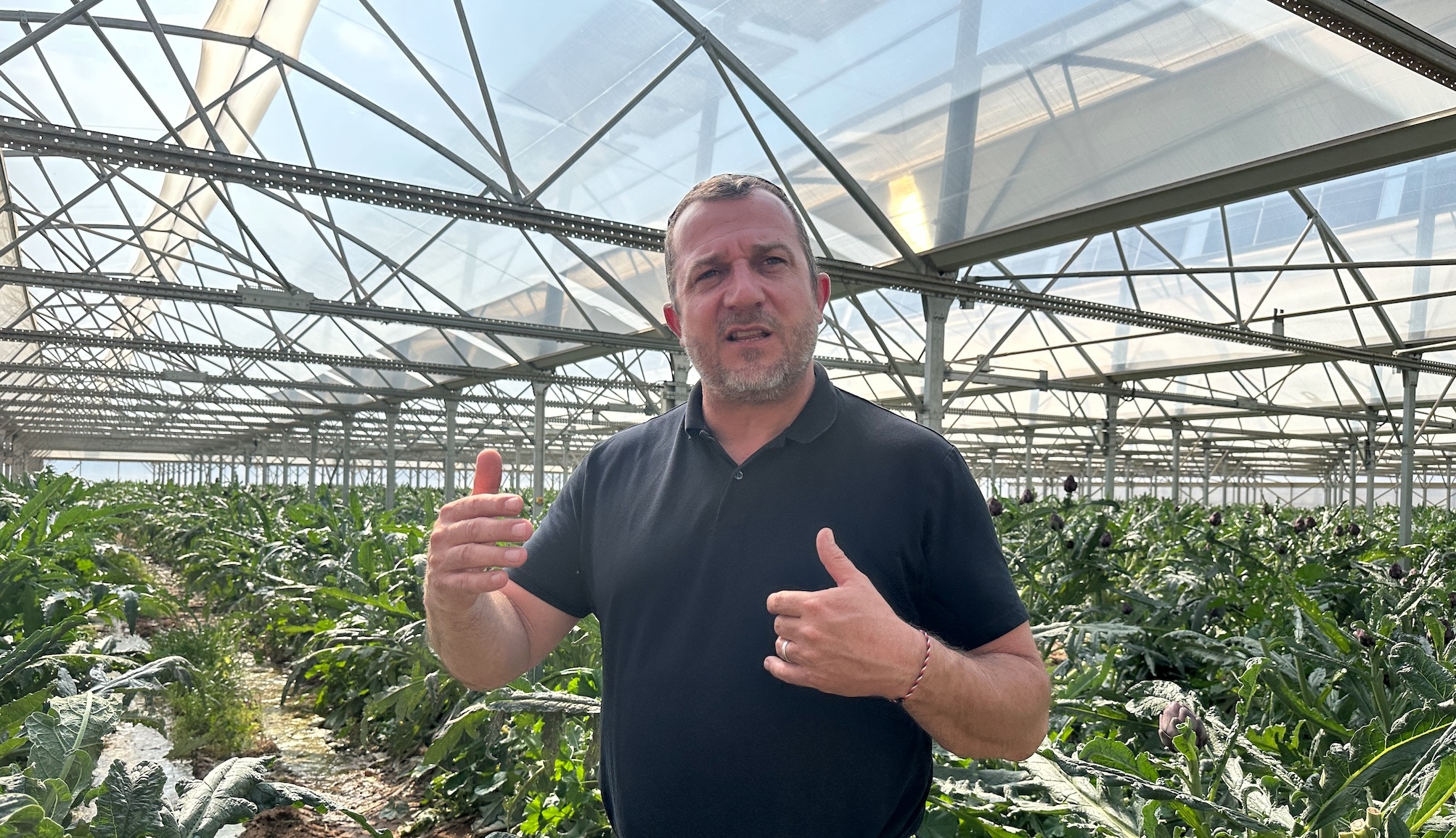 Pierre Battle dans sa serre agrivoltaïque, inaugurée avec la production d’artichauts violets commercialisés en bouquets (Crédit photo : R. Lecocq)