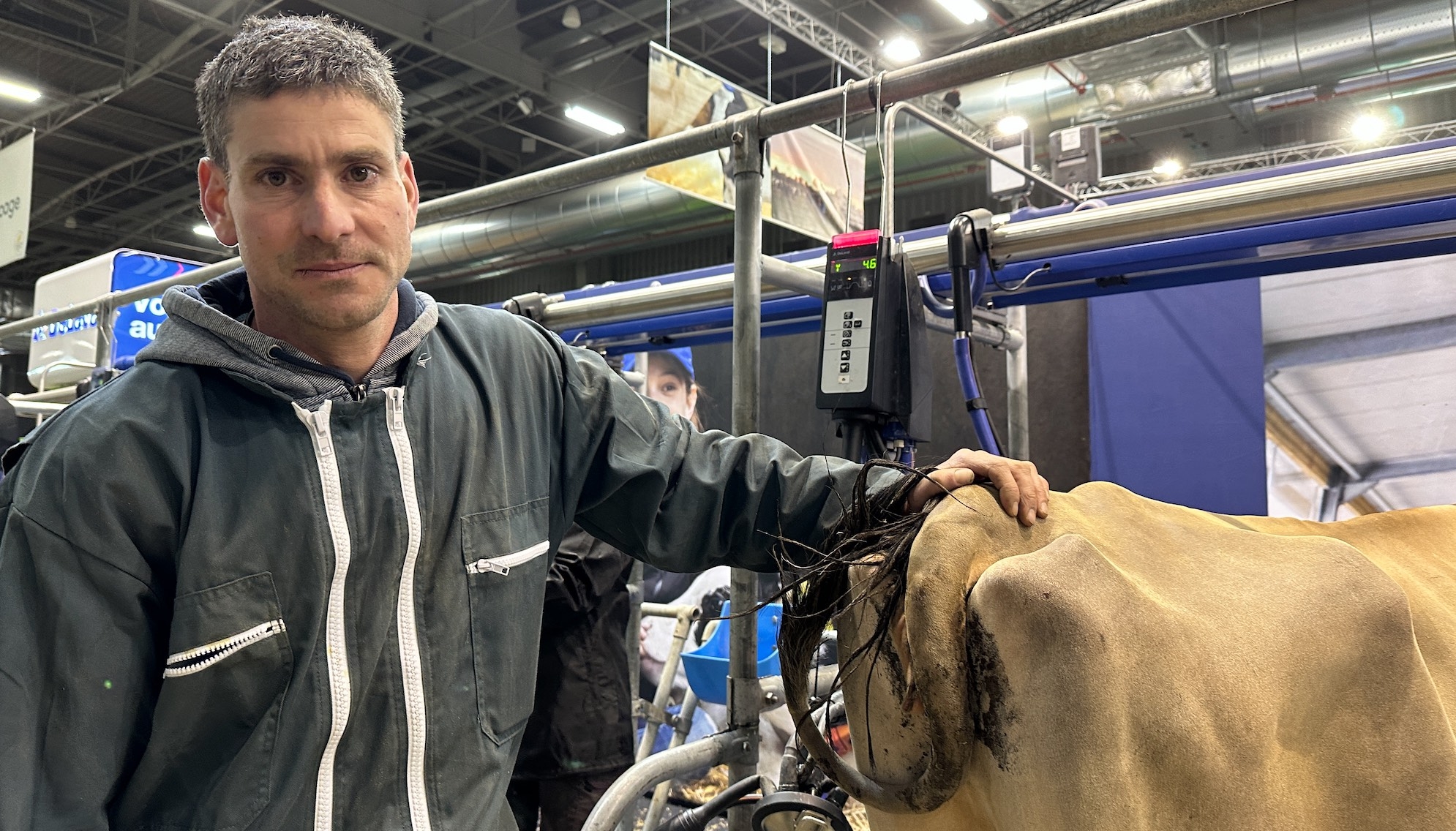 Antoine Burot et et sa jersiaise Pupille, en lice pour le concours de la race dans la catégorie 2ème lactation