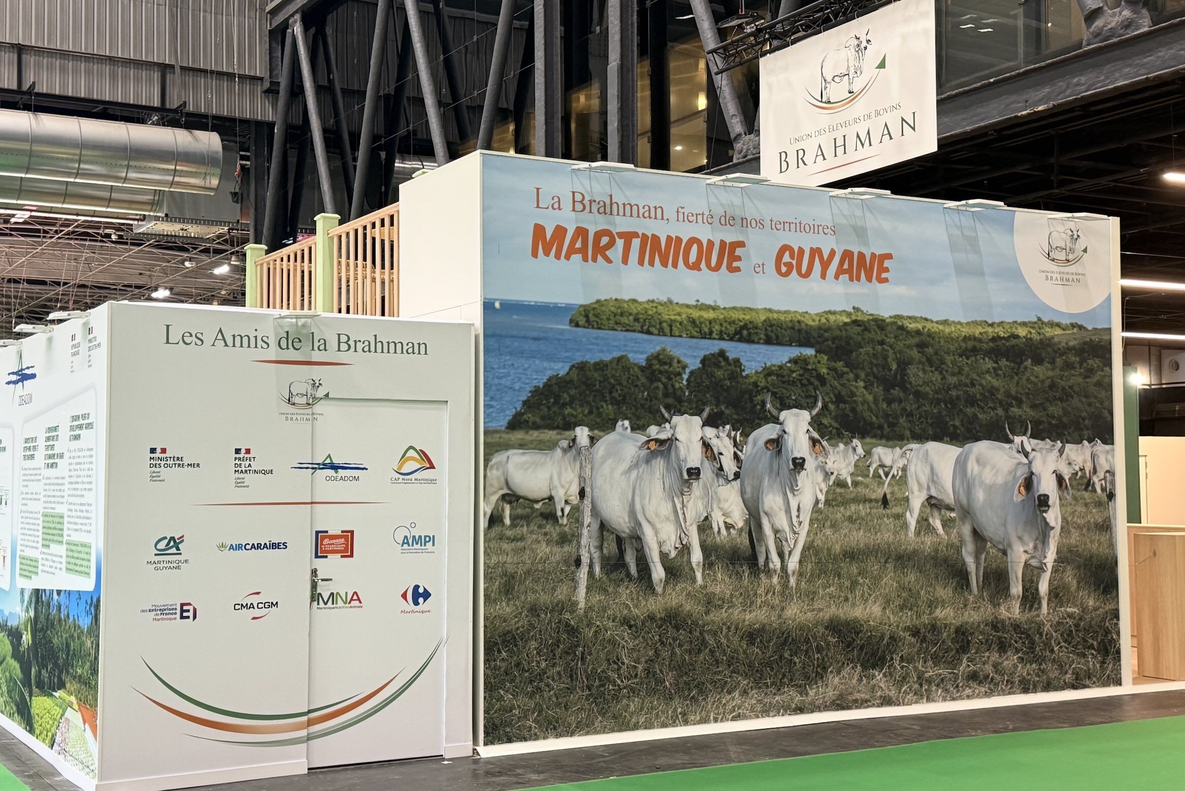 Reconnaissable à ses grandes oreilles pendantes, à la peau lâche de son cou et à sa bosse sur les épaules, la Brahman est une vache rustique, adaptée aux chaleurs tropicales