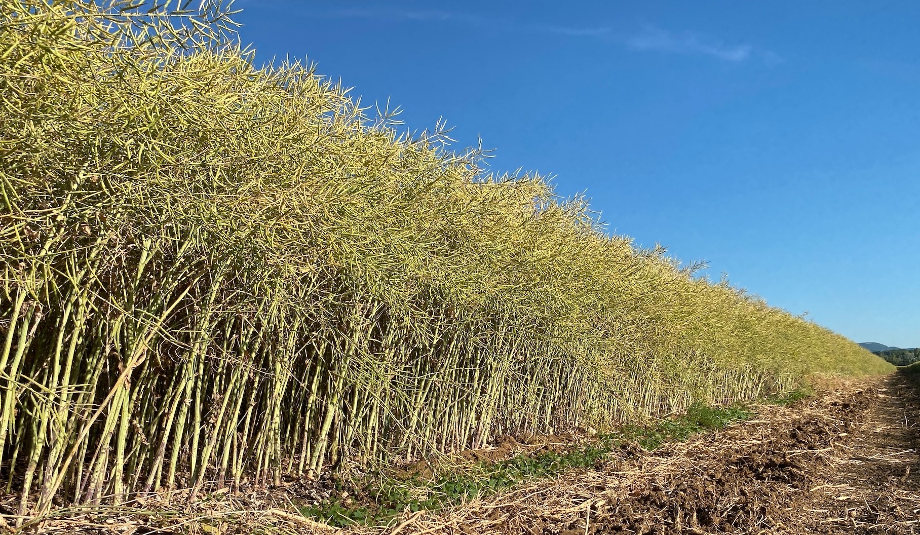 La proposition de la Commission sur les NGT rouvrirait la voie aux Variétés rendues tolérantes aux herbicides, des organismes issus de nouvelles techniques de mutagénèse que la Cour de justice de l’UE avait considérée en 2018 comme des OGM (Crédit photo : R. Lecocq)