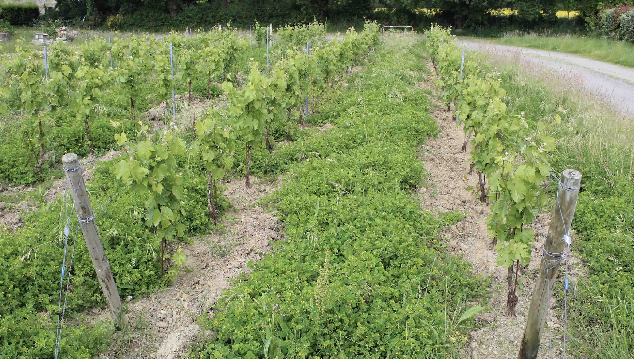 Sur la micro-parcelle de test, le cépage Sauvignac atteint trois grappes par branche © TD