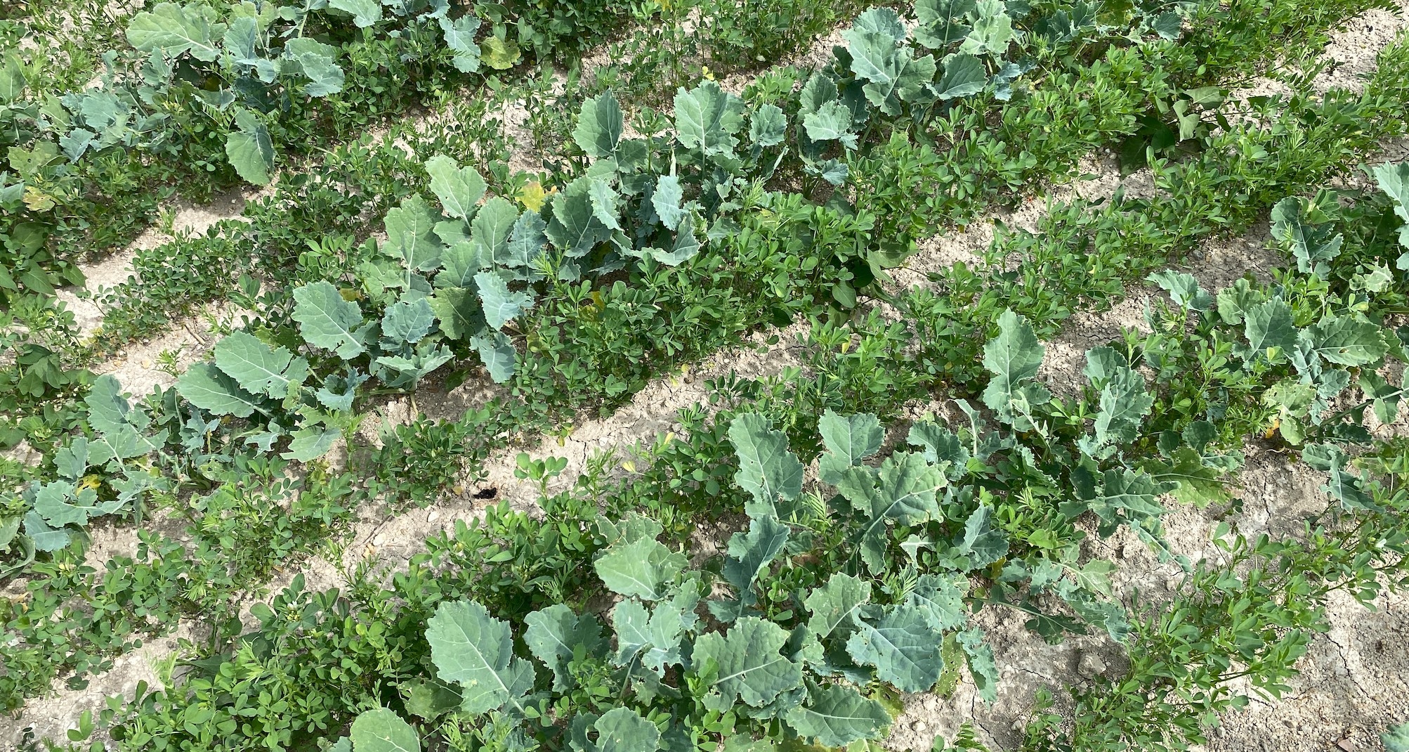 Les plantes compagne concernent 20% de la sole colza selon Terres Inovia