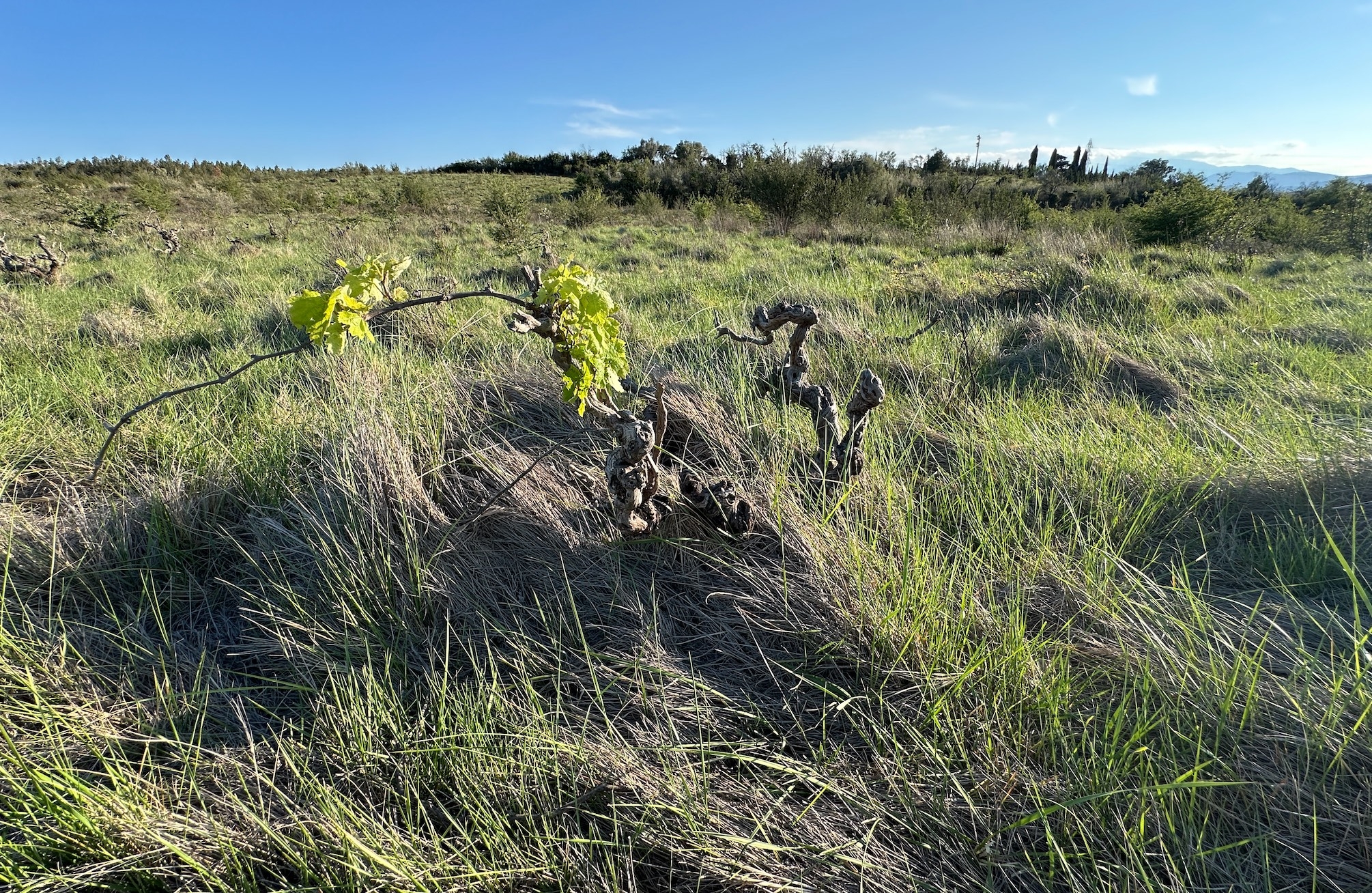 Dans les Pyrénées-Orientales, le taux de SAU en friche atteint 15,5% (Crédit photo : R. Lecocq)