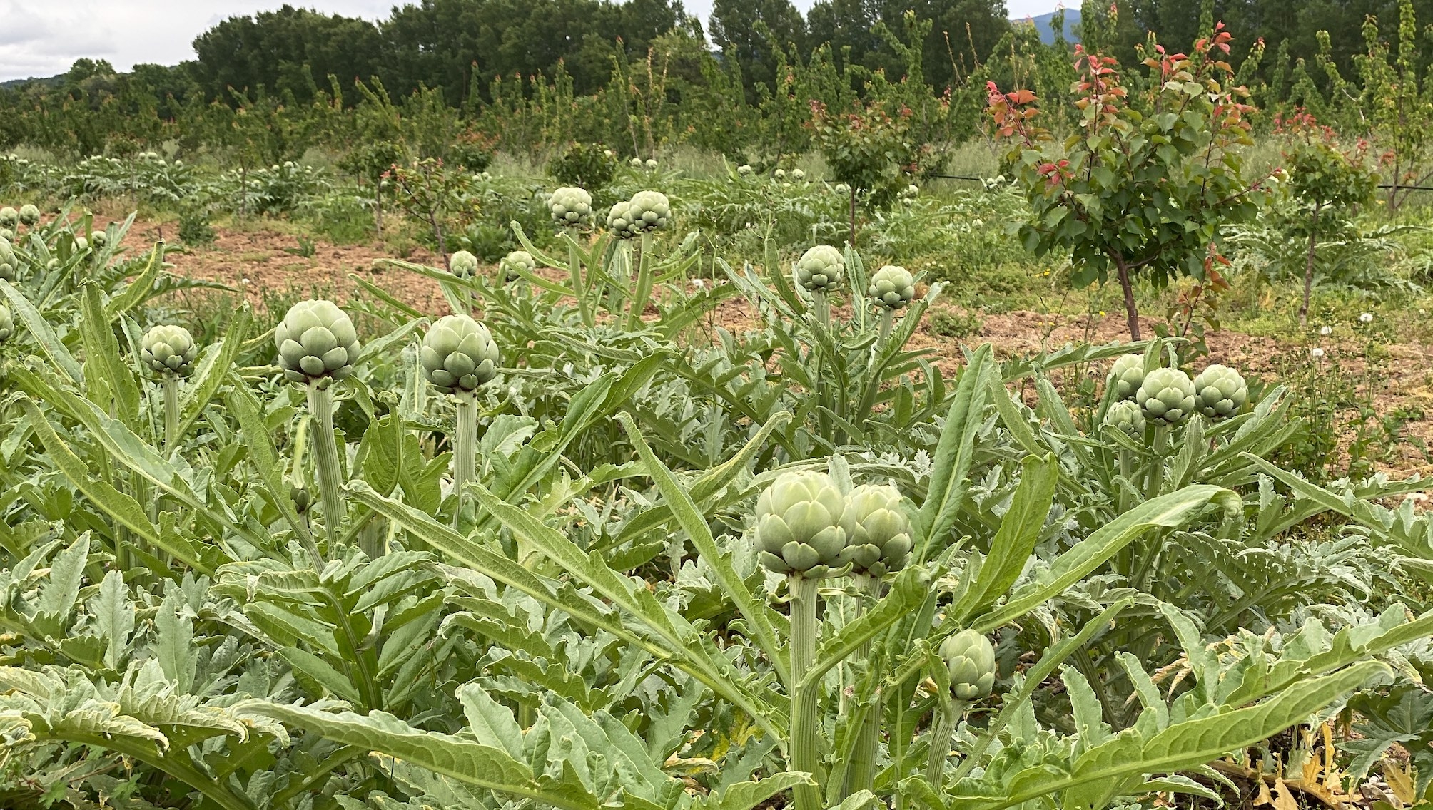 Pour compenser les pertes dues au gel, Michel Planas va étoffer sa production de légumes de plein champ