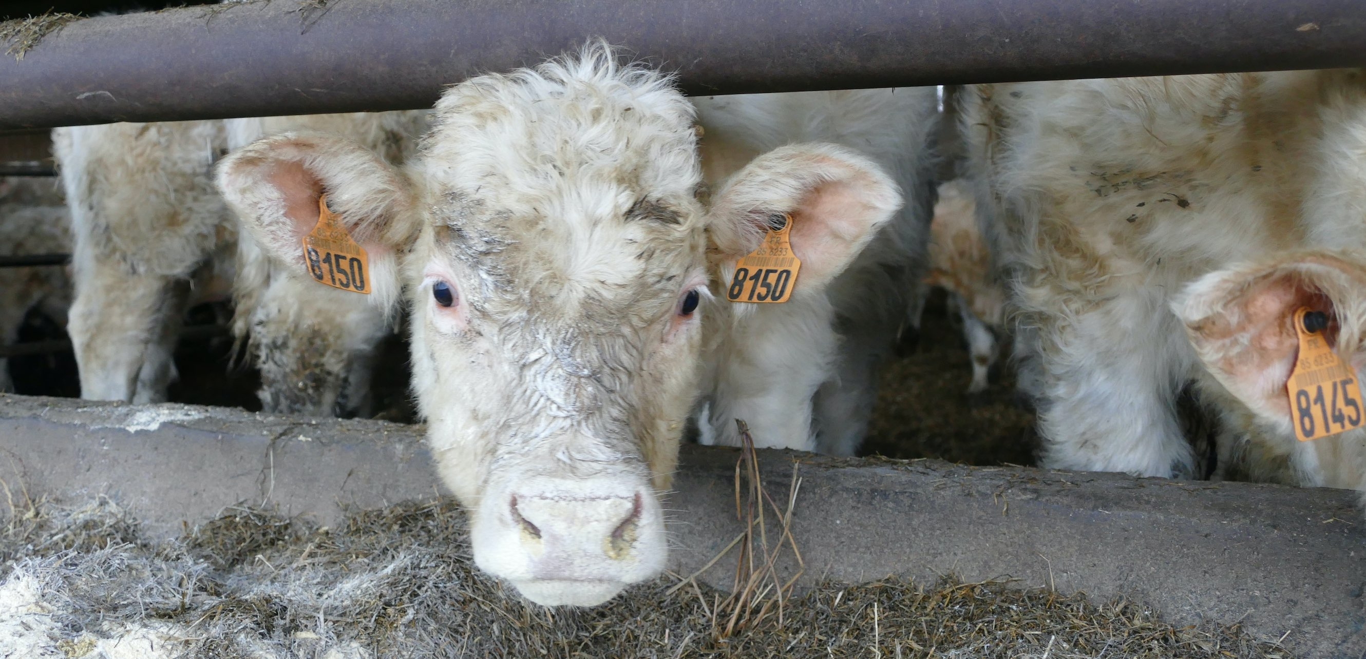 : Fondu de génétique, Flavien a été longtemps salarié en production laitière mais il a été rattrapé par le charolais