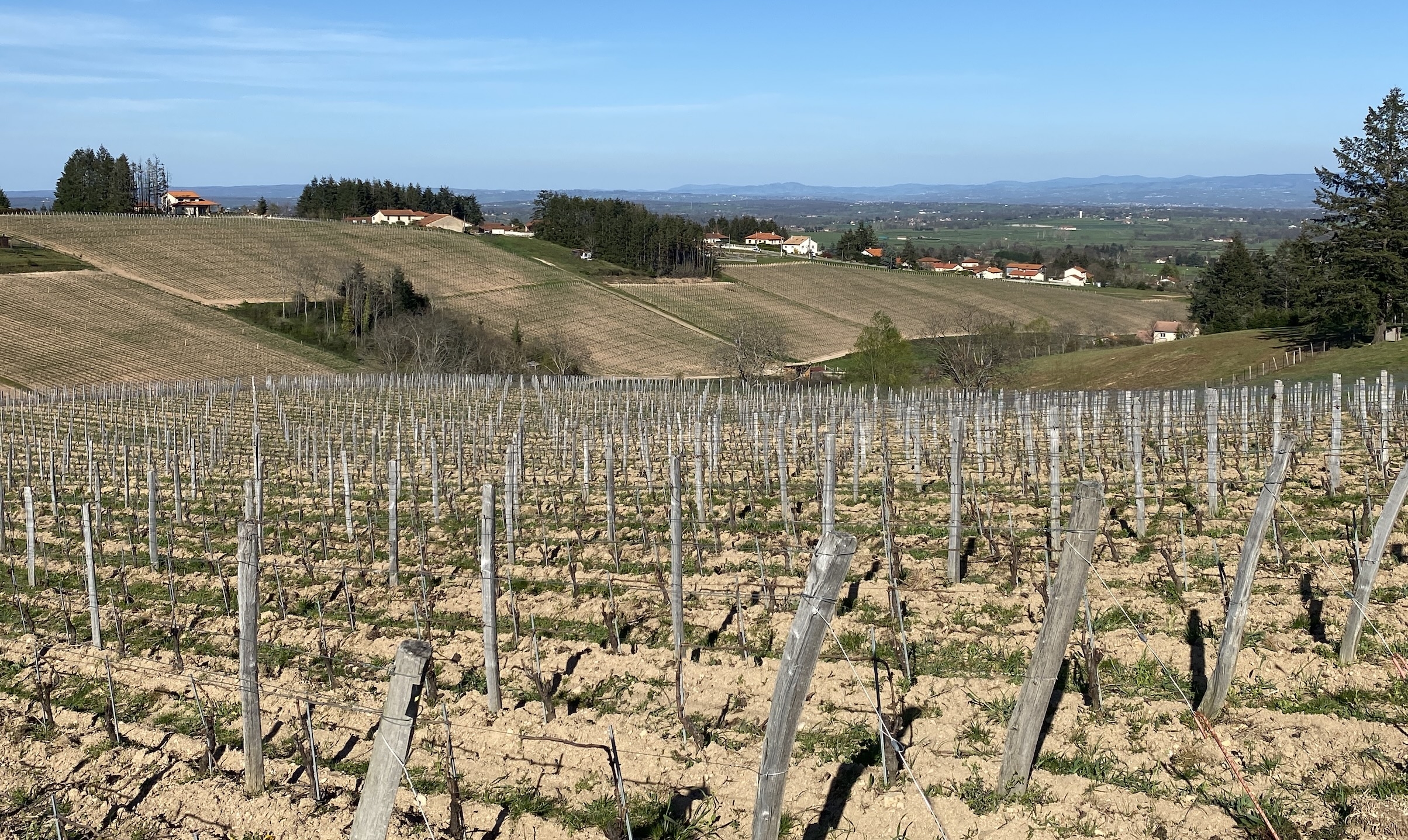 L’AOP Côte Roannaise demande une révision des critères de délimitation de son aire d’appellation afin de privilégier des situations plus fraîches, en jouant sur l’orientation et l’altitude (Crédit photo : R. Lecocq)