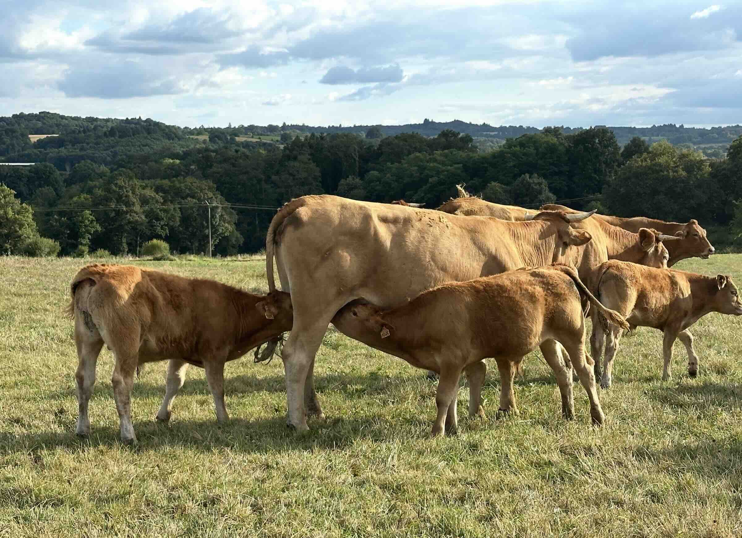 La Commission européenne promet des mesures de sauvegarde pour préserver les filières agricoles les plus exposées à l’importation de produits en provenance du Mercosur (Crédit photo : R. Lecocq)