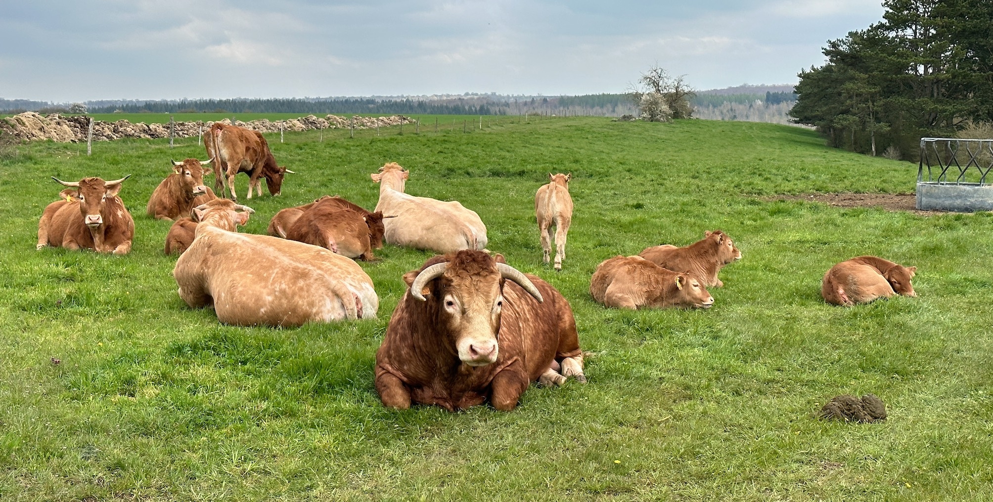 Transmise par des moucherons, la maladie virale est potentiellement mortelle pour les bovins (Crédit photo : R. Lecocq)