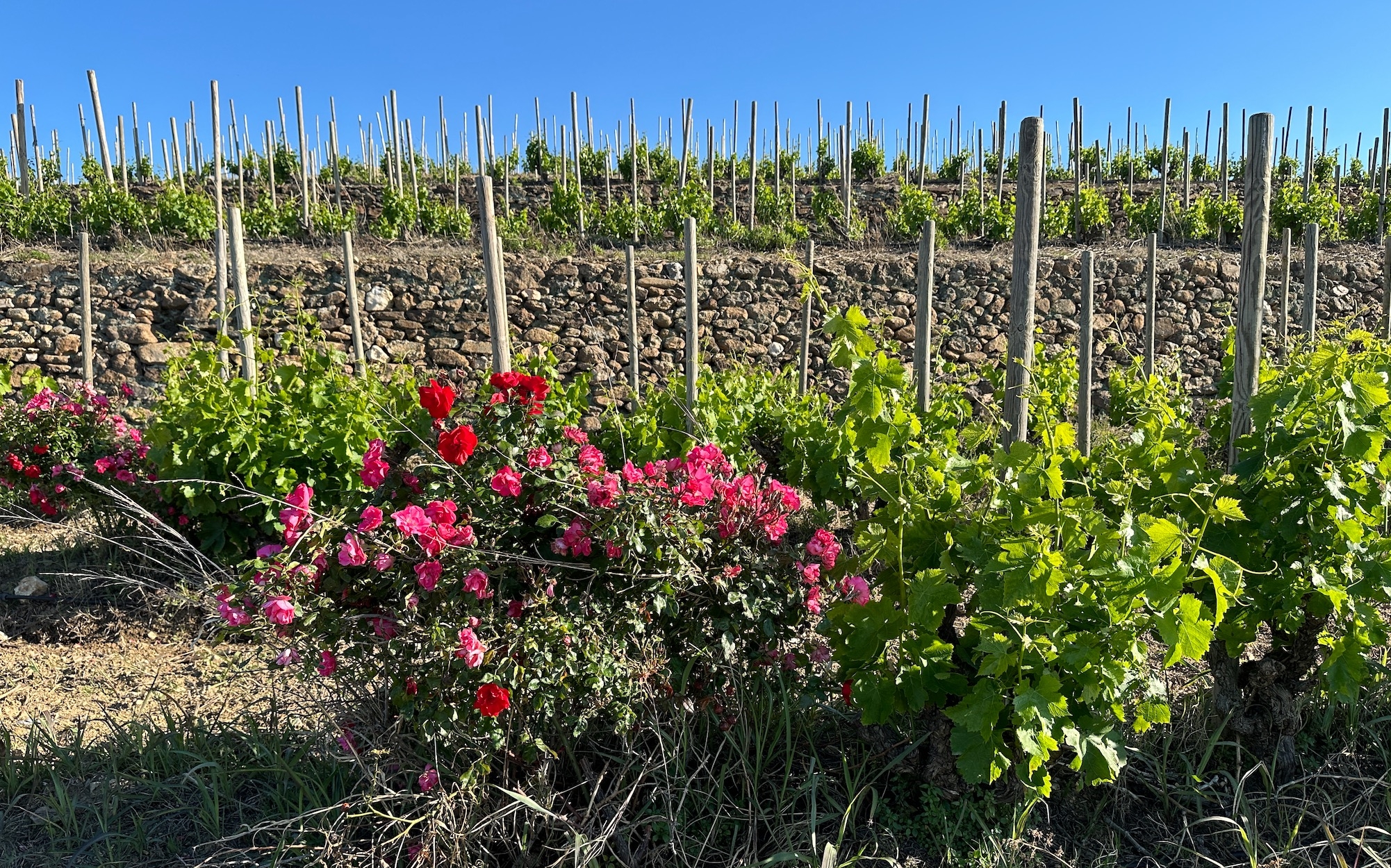 En 2023, les vignes bio ont progressé de 1,6% en surface, le nombre de producteur de 2,5% et le marché du vin de 9,2% en valeur (Crédit photo : R. Lecocq)