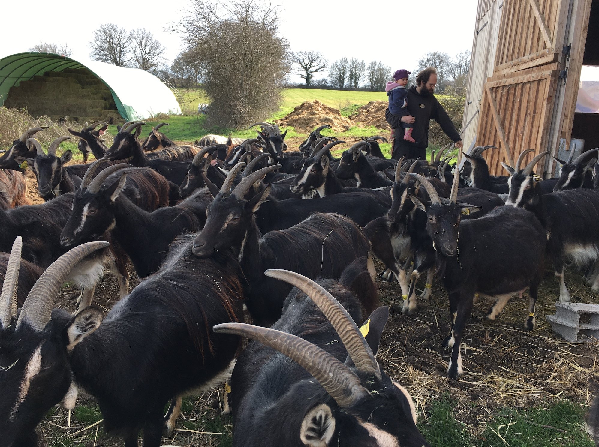 Camille et son conjoint Julien pourraient réorienter en partie leur atelier laitier vers l’engraissement des chevreaux