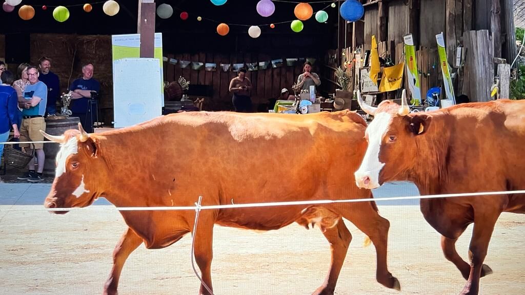Même les jours de fête, les vaches vont à la traite (Crédit photo : Ferme des Beaux Cors)
