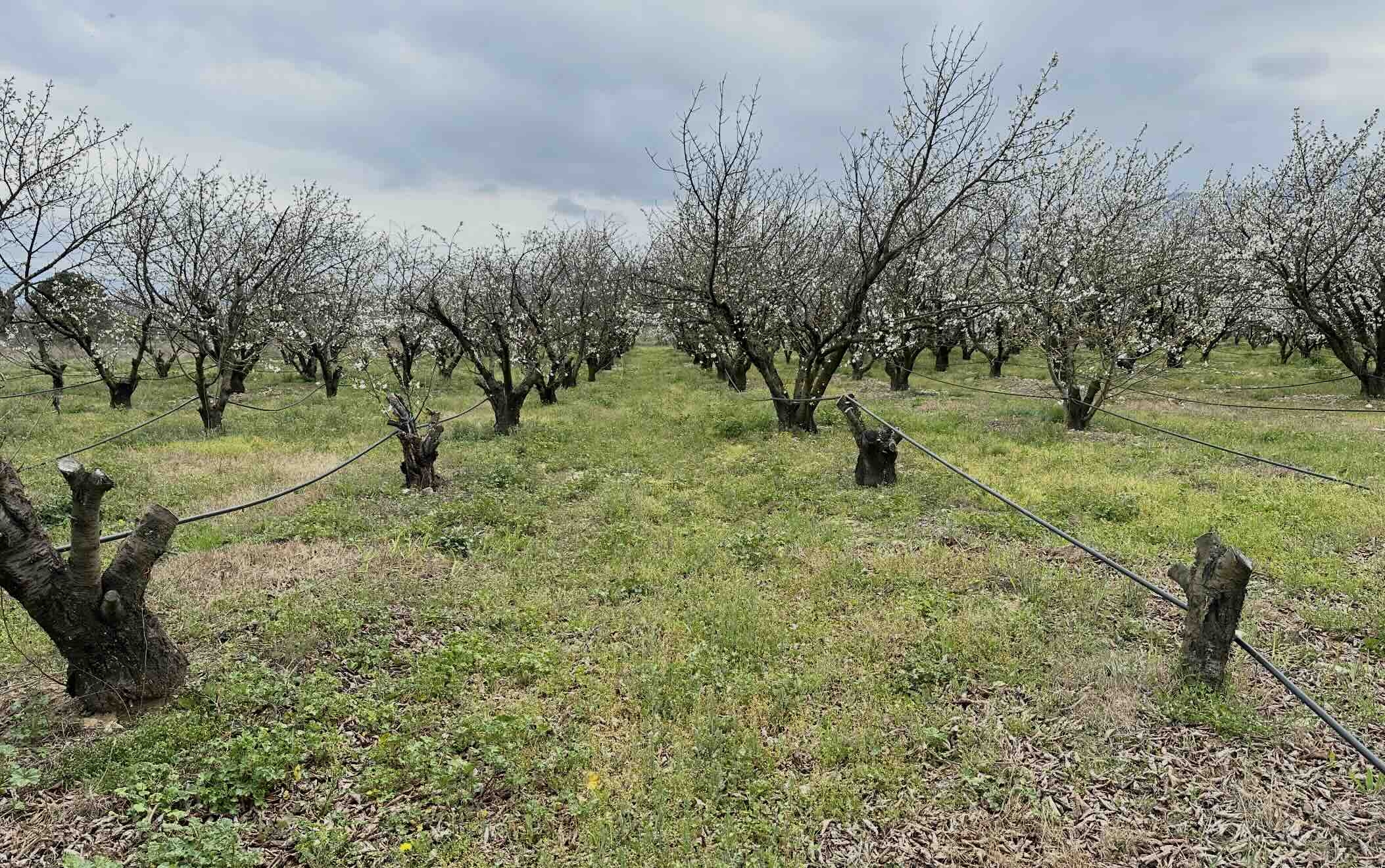 Sous le coup d’aléas économiques et sanitaires, nombre de producteurs sont dans l’incapacité de renouveler leur verger, hypothéquant l’avenir de la filière