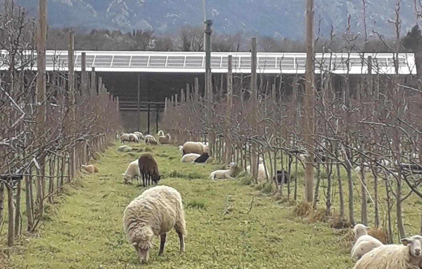 En adaptant et la race et la conduite, les brebis devraient pouvoir pâturer toute l’année dans les vergers de pommiers (Crédit photo : M. Planas)