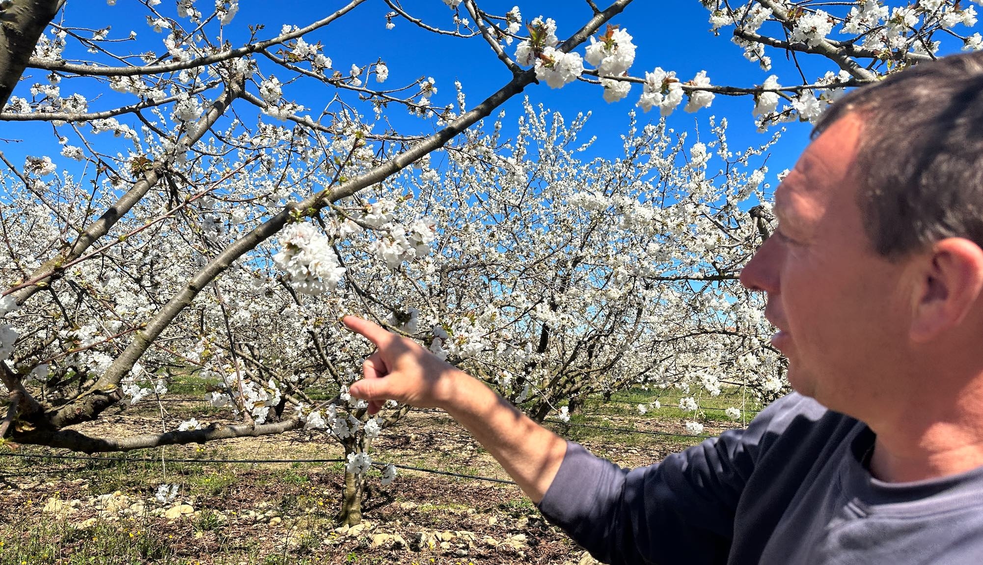 En attendant la mouche asiatique, les pollinisateurs font leur miel des cerisiers en fleur