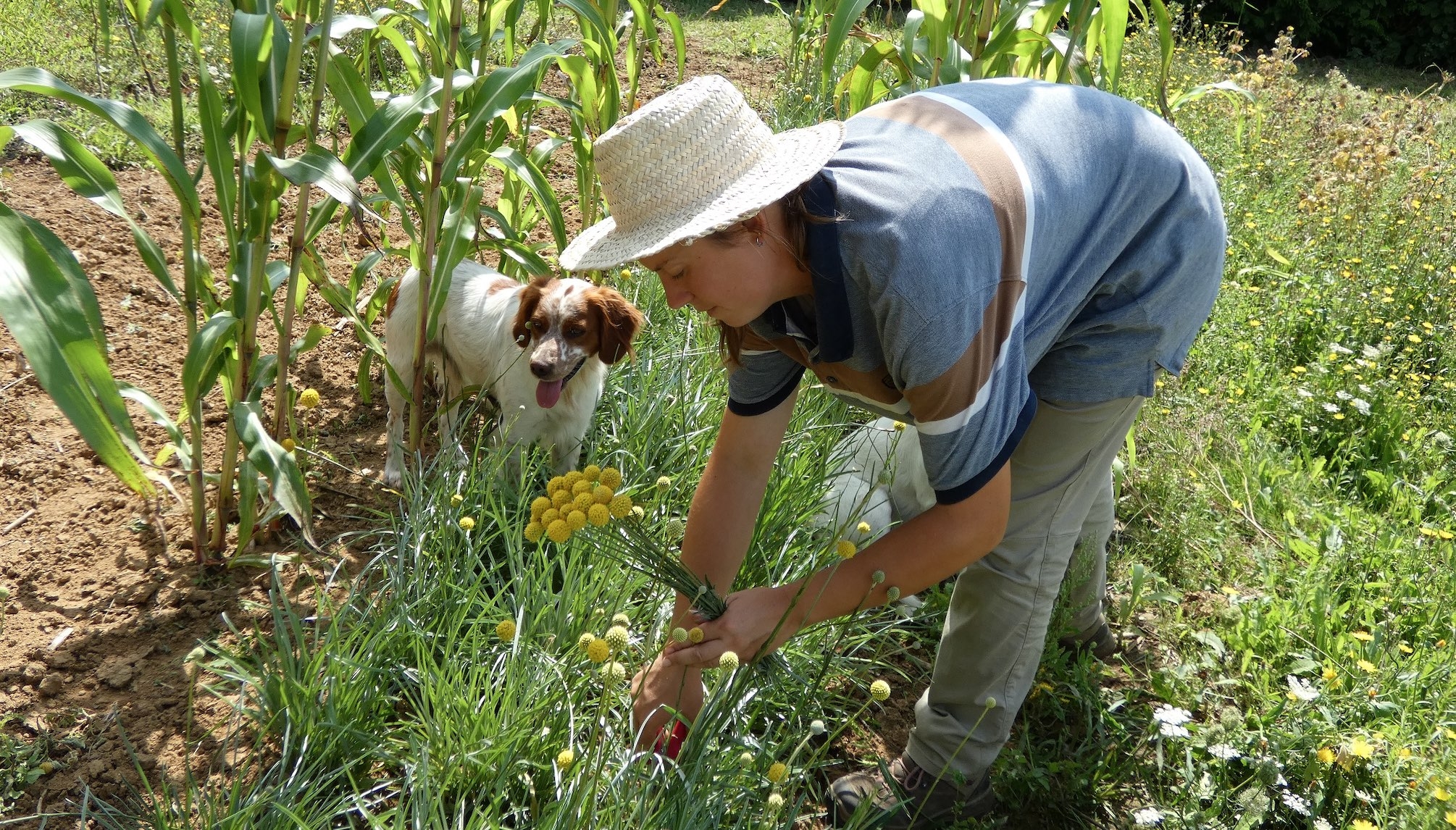 La qualité des fleurs ne tient souvent qu’à un détail : le moment optimal de cueillette peut ne durer qu’une demi-journée. (Crédit photo : Joséphine Mullet / Les Immortelles)