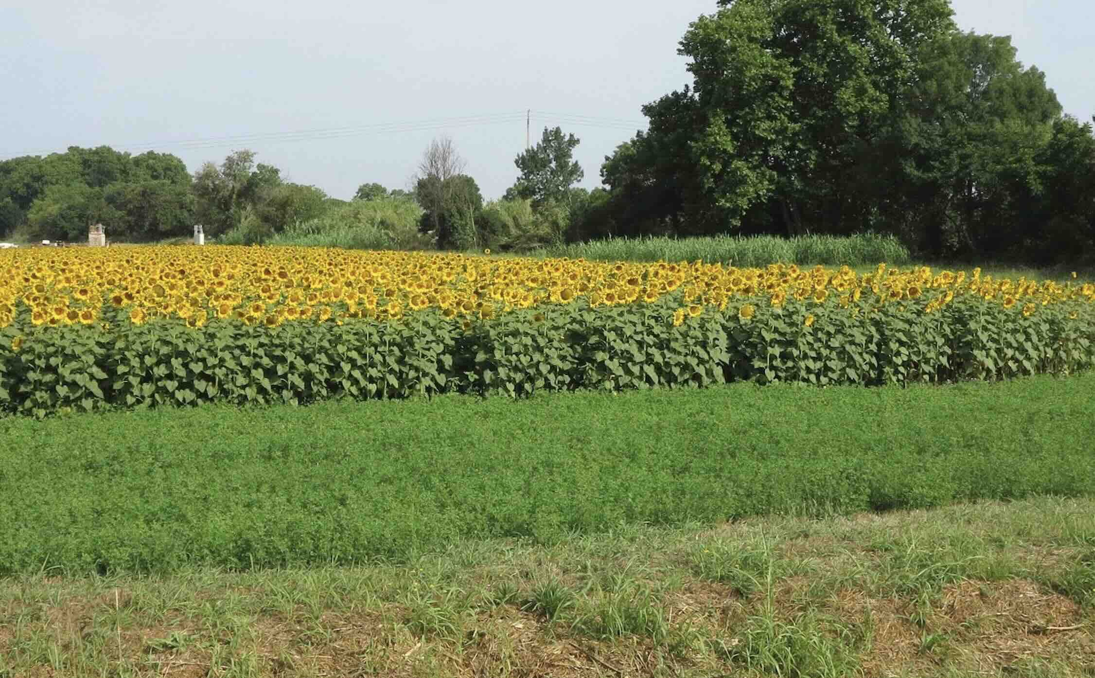 Si la baisse de l’IFT est au rendez-vous, la marge semi-nette pâtit de la diversification (Crédit photo : Réseau Dephy)