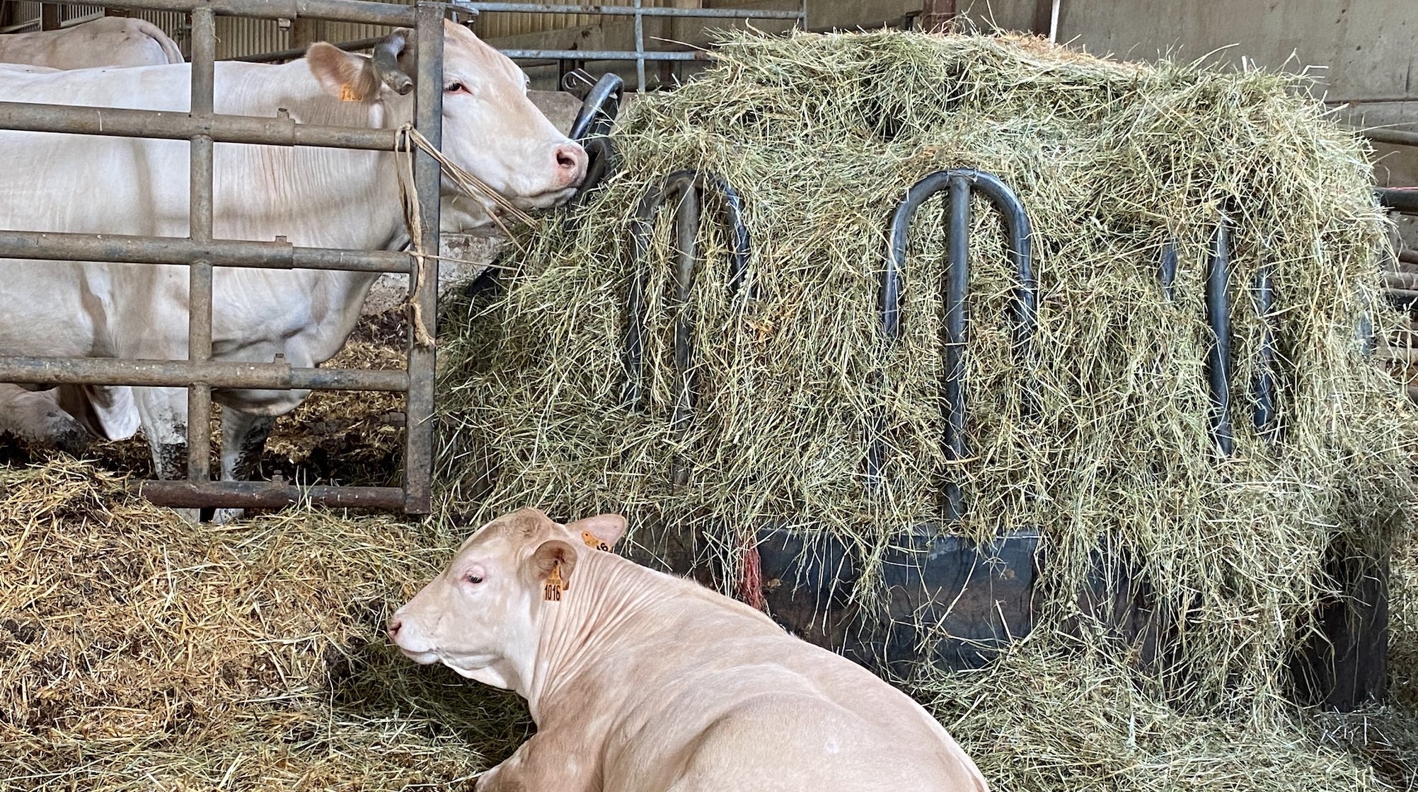 Le Gaec du col de Léret est reconnue pour la qualité de sa viande, vendue en partie au magasin de producteurs de Lourdes