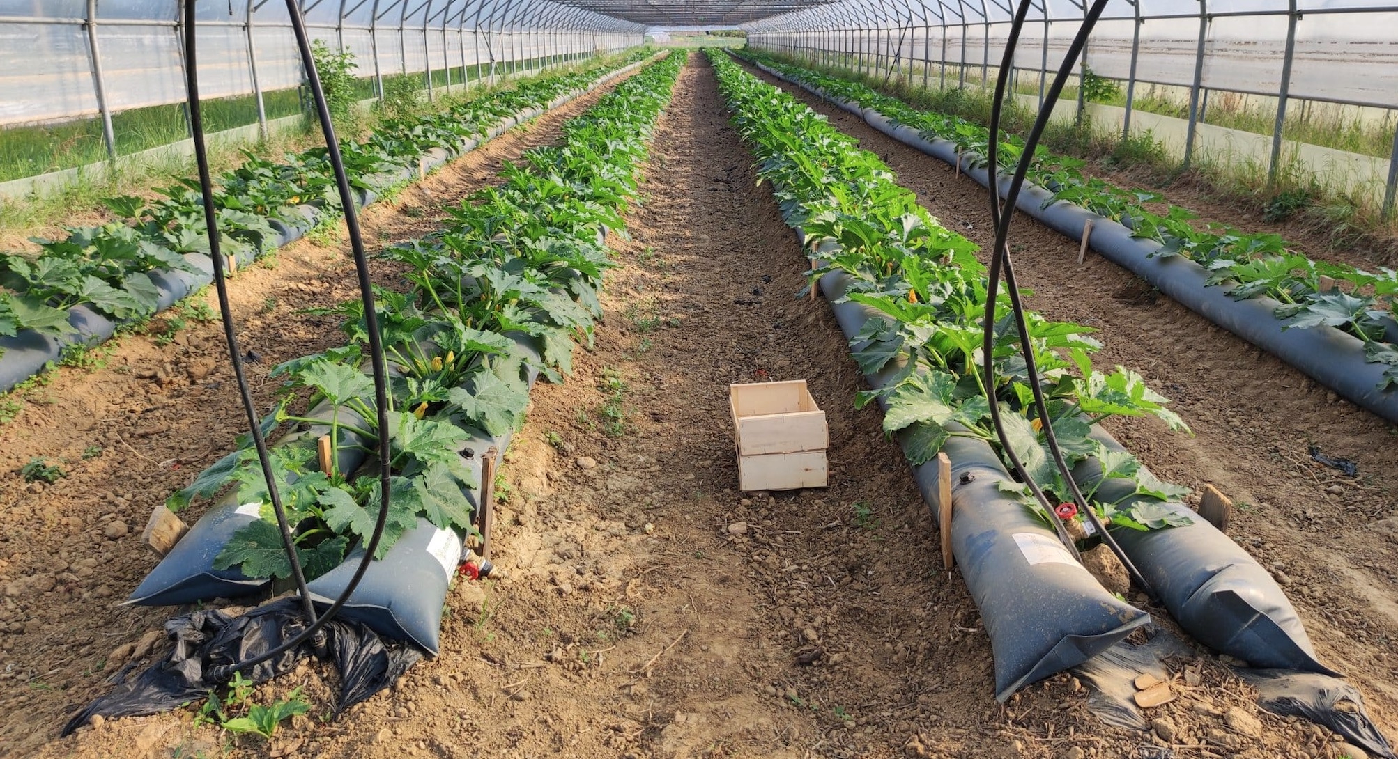 L’eau contenue dans les gaines ThermiTube accumule la chaleur en journée et la restitue pendant la nuit, engendrant des gains en précocité et en rendement (Crédit photo : Agrithermic)