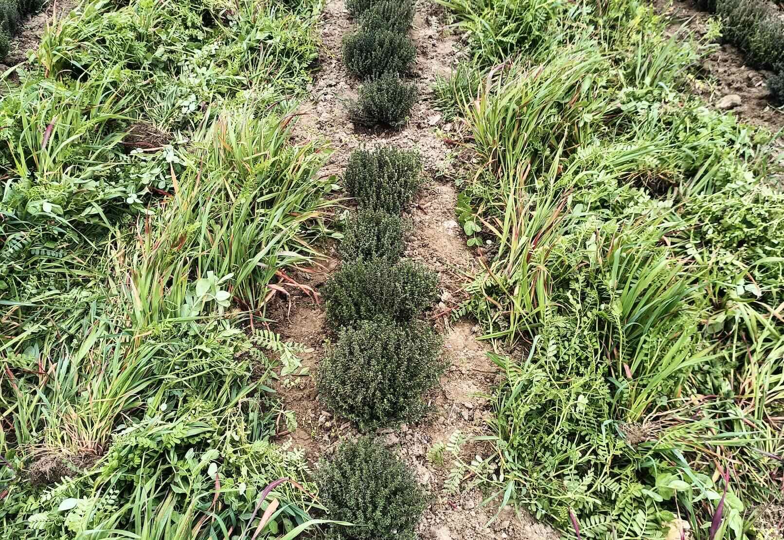 L’agronomie est aussi appelée à la rescousse, avec la gestion de couverts, ici aux côtés du thym