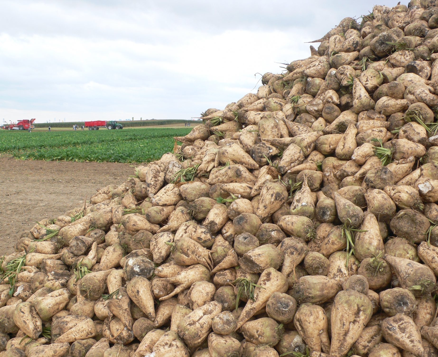 A défaut d’ascension, la betterave sucrière préserve son pré-carré et résiste à une compétition internationale toujours plus forte et parfois inégale (Crédit photo : R. Lecocq)