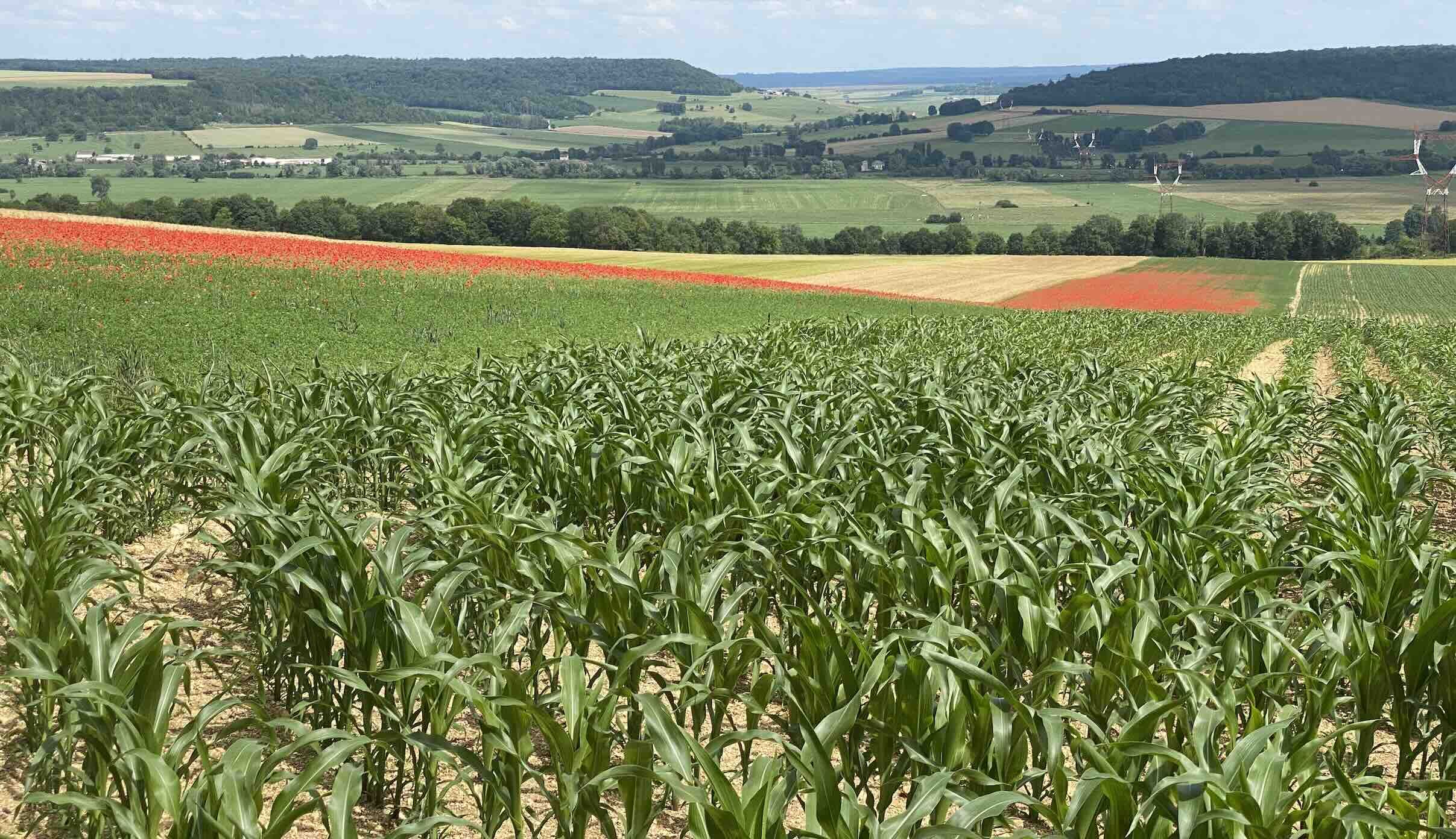 L’introduction de prairies temporaires et de mélanges fourragers permet de baisser significativement l’IFT des systèmes en polyculture-élevage à faible proportion de maïs (Crédit photo : R. Lecocq)