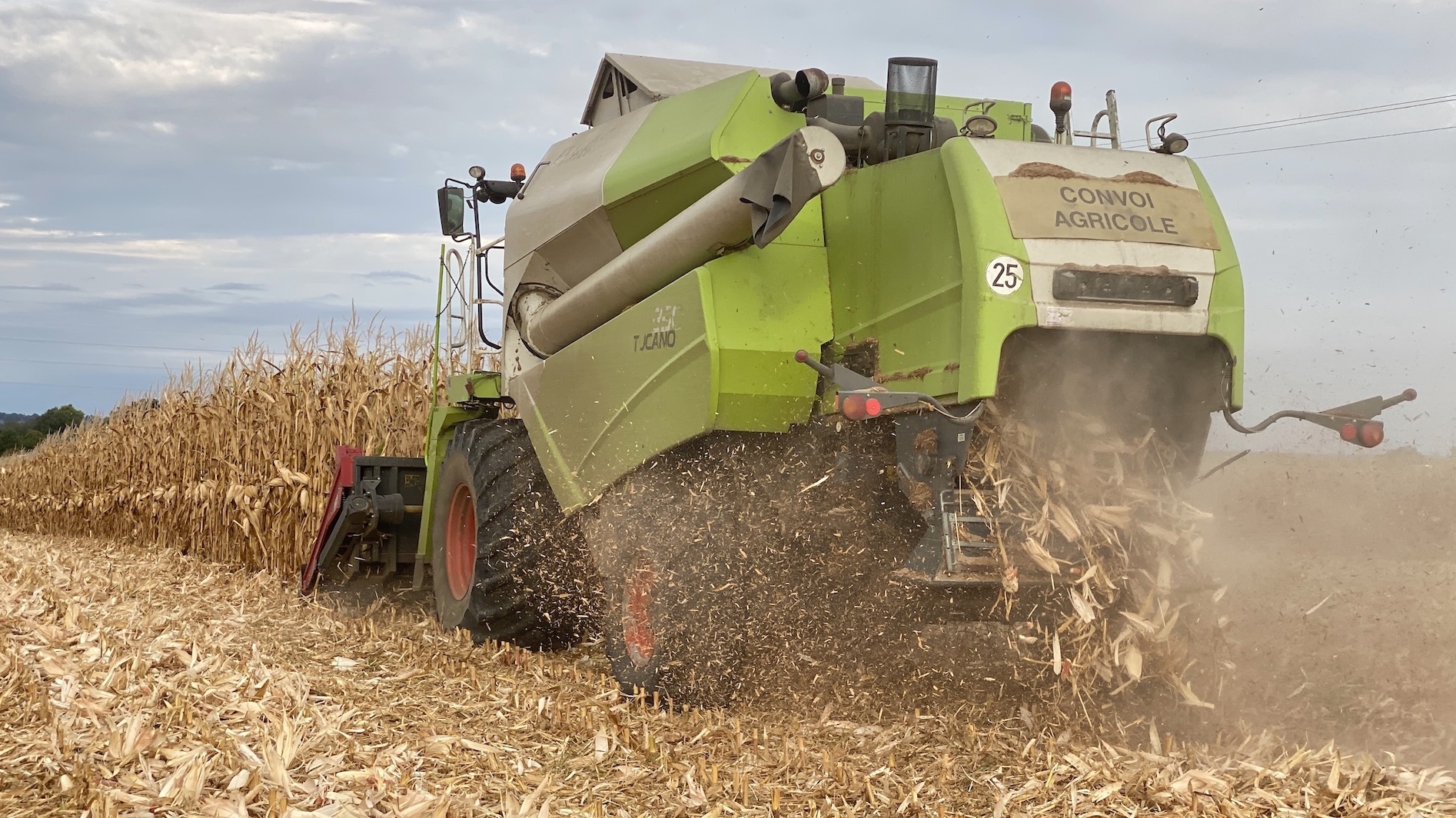 Le rendement moyen du maïs grain est estimé à 92,4 q/ha contre 101,0q/ha en 2024 (Crédit photo : R. Lecocq)
