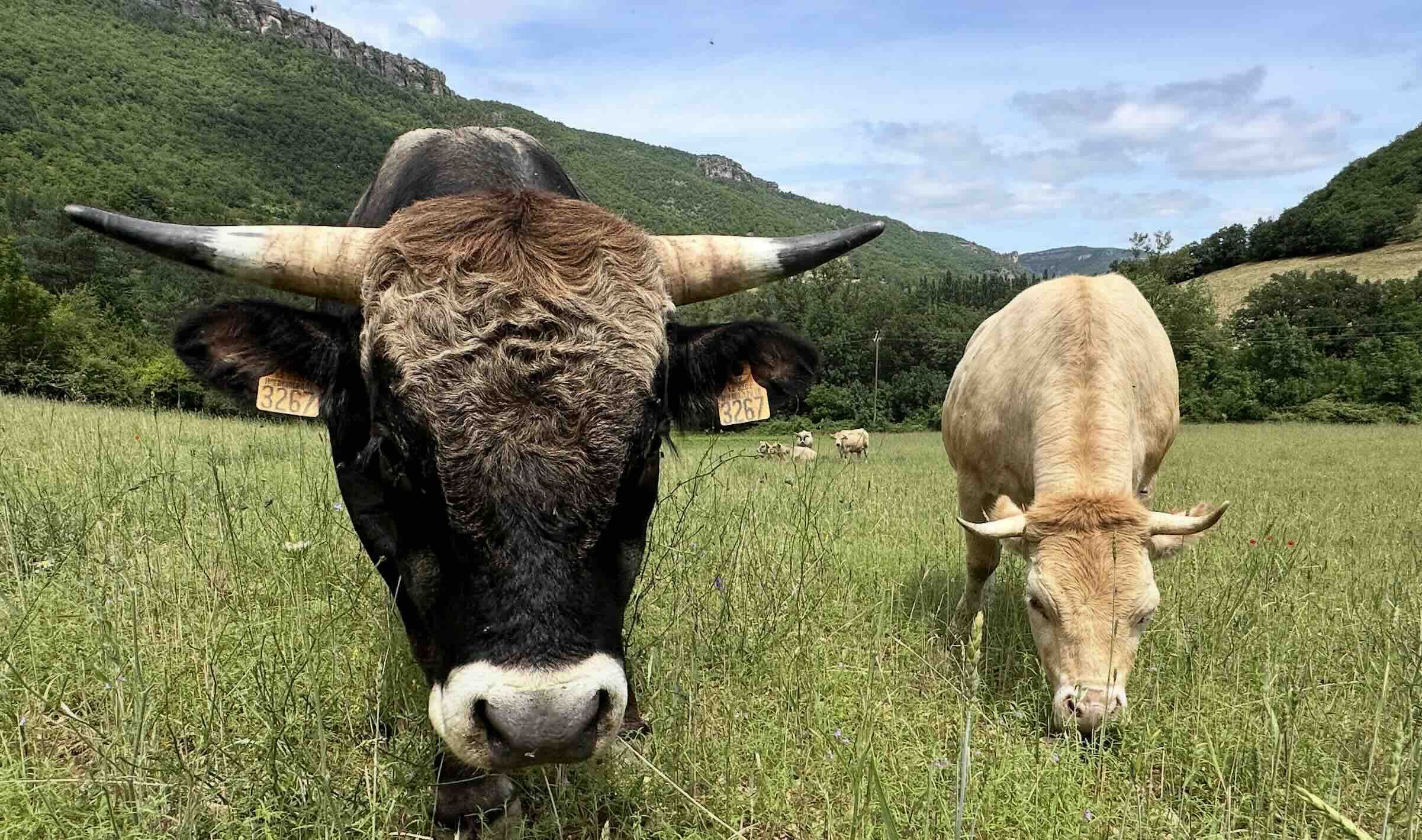 On prête à l’exécutif européen la volonté de fusionner les deux piliers de la Pac et de renforcer le principe de subsidiarité (Crédit photo : R. Lecocq)
