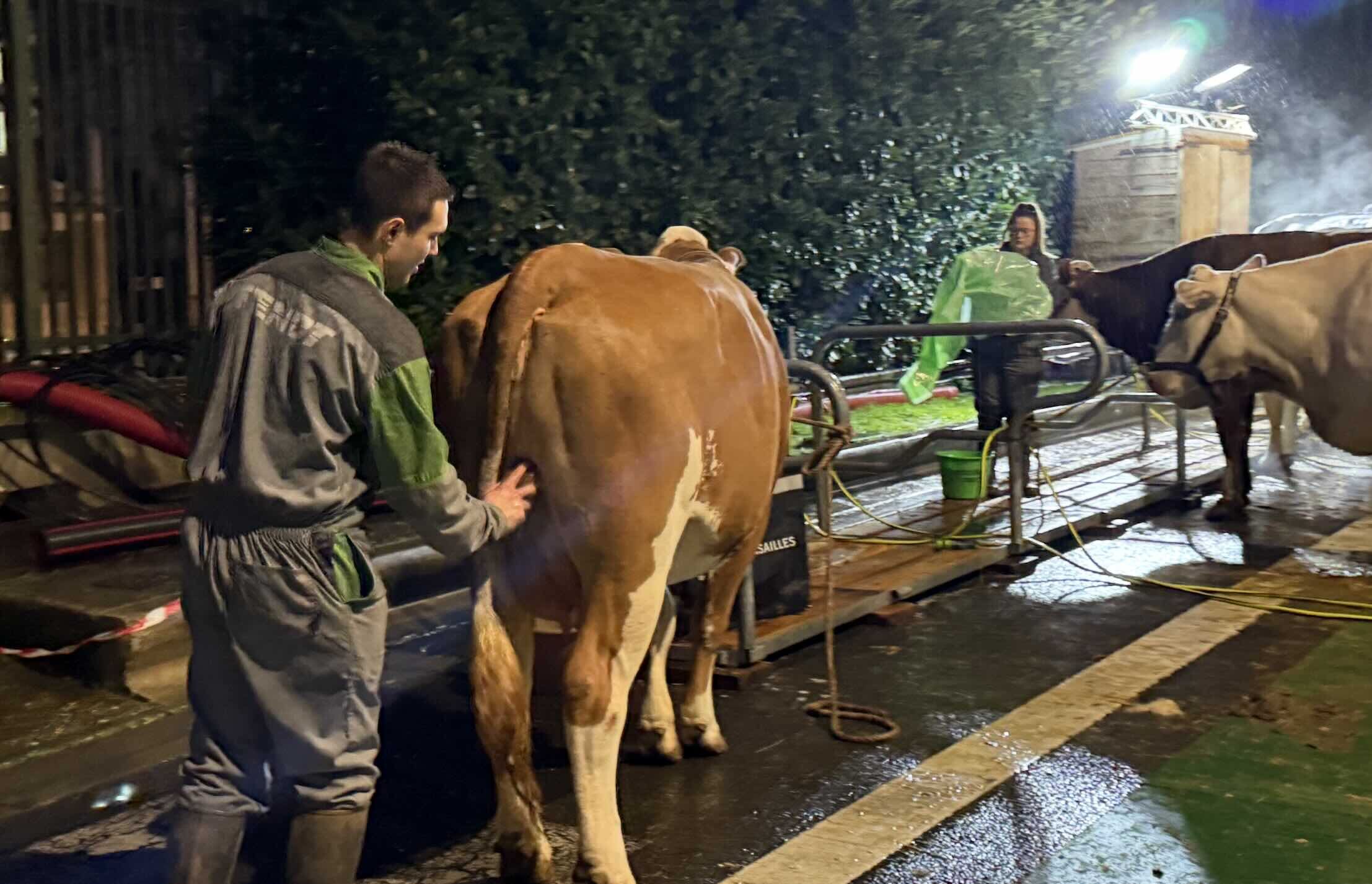 L’an passé, Baptiste Hance a été sacré meilleure pointeur de la race Simmental au Concours général à Paris