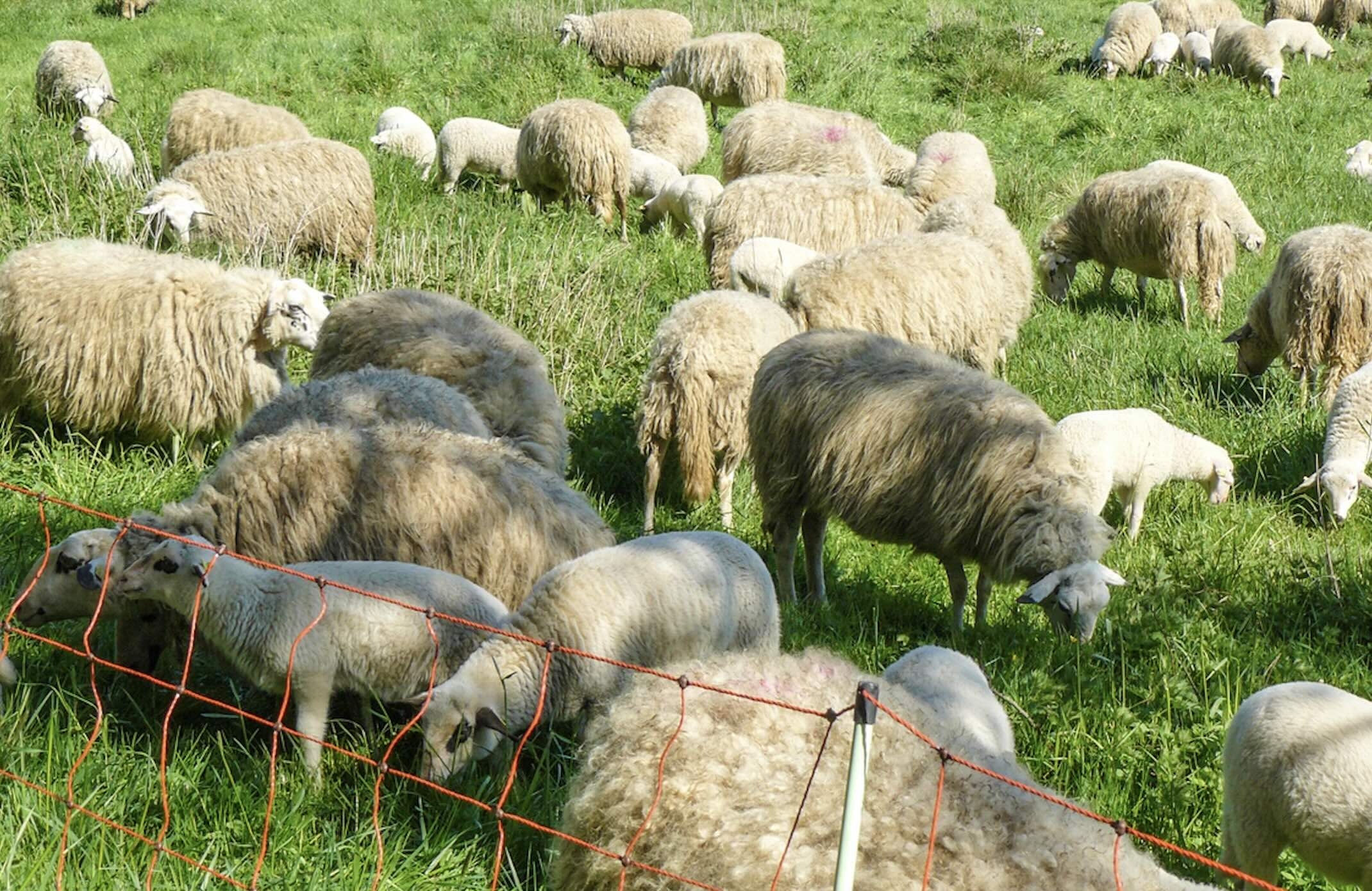 La décision du Comité permanent de la Convention de Berne, qui doit encore être transposée dans le droit communautaire et notamment dans la Directive Habitat, ouvre la voie à des mesures de régulation du loup (Crédit photo : R. Lecocq)