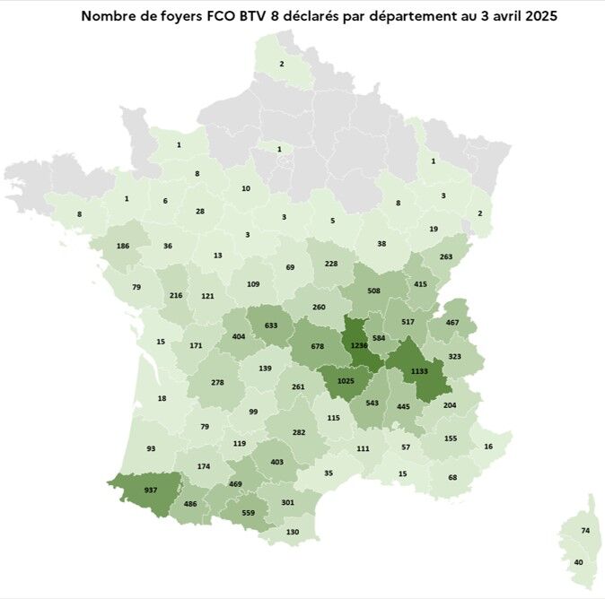 Entre le 5 août 2024 et le 3 avril 2025, 16.541 foyers de FCO-8 ont été recensés dans 73 départements (Source : Ministère de l’Agriculture)