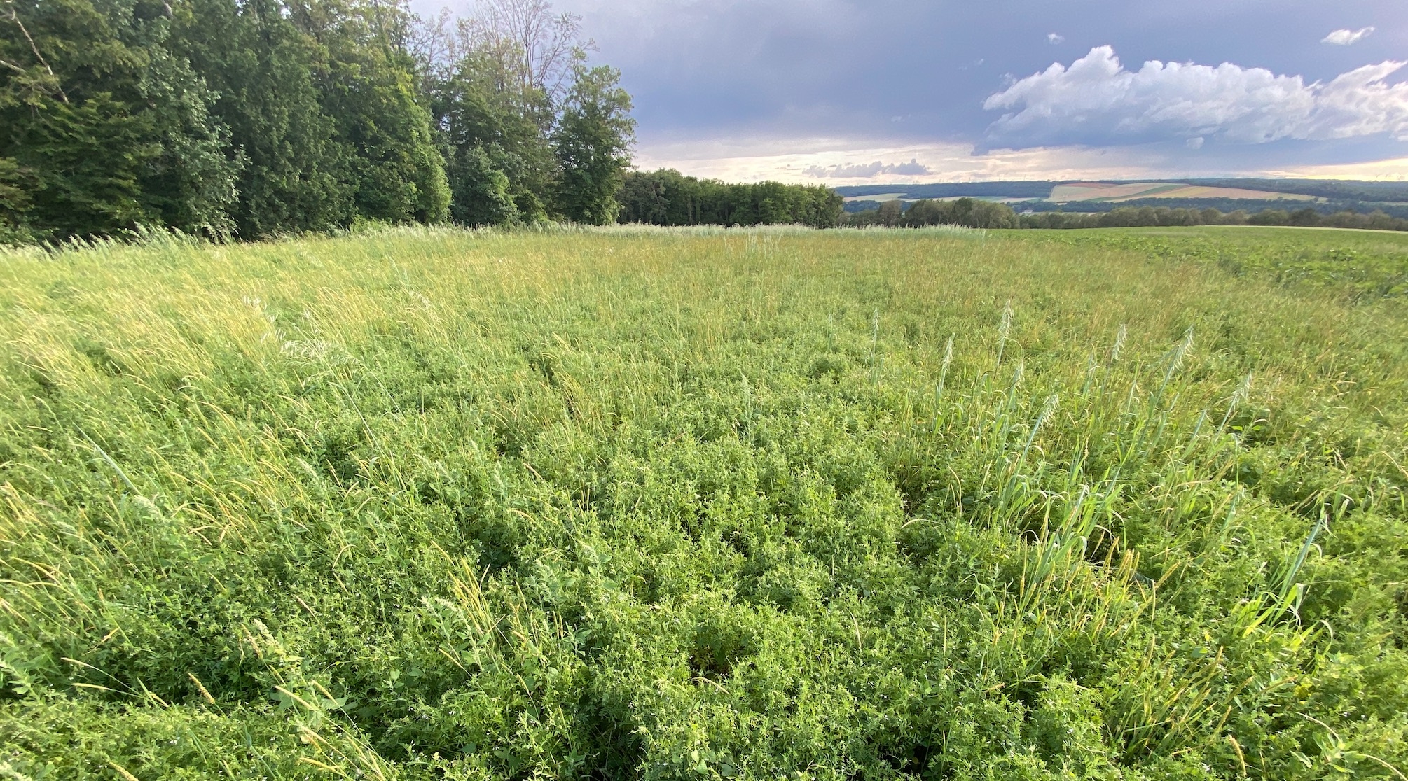 L’AAP soutient de la production et de la consommation de légumineuses en alimentation humaine par l’augmentation de la production de légumes secs ainsi que le développement de produits transformés à base de légumineuses (Crédit photo : R. Lecocq)