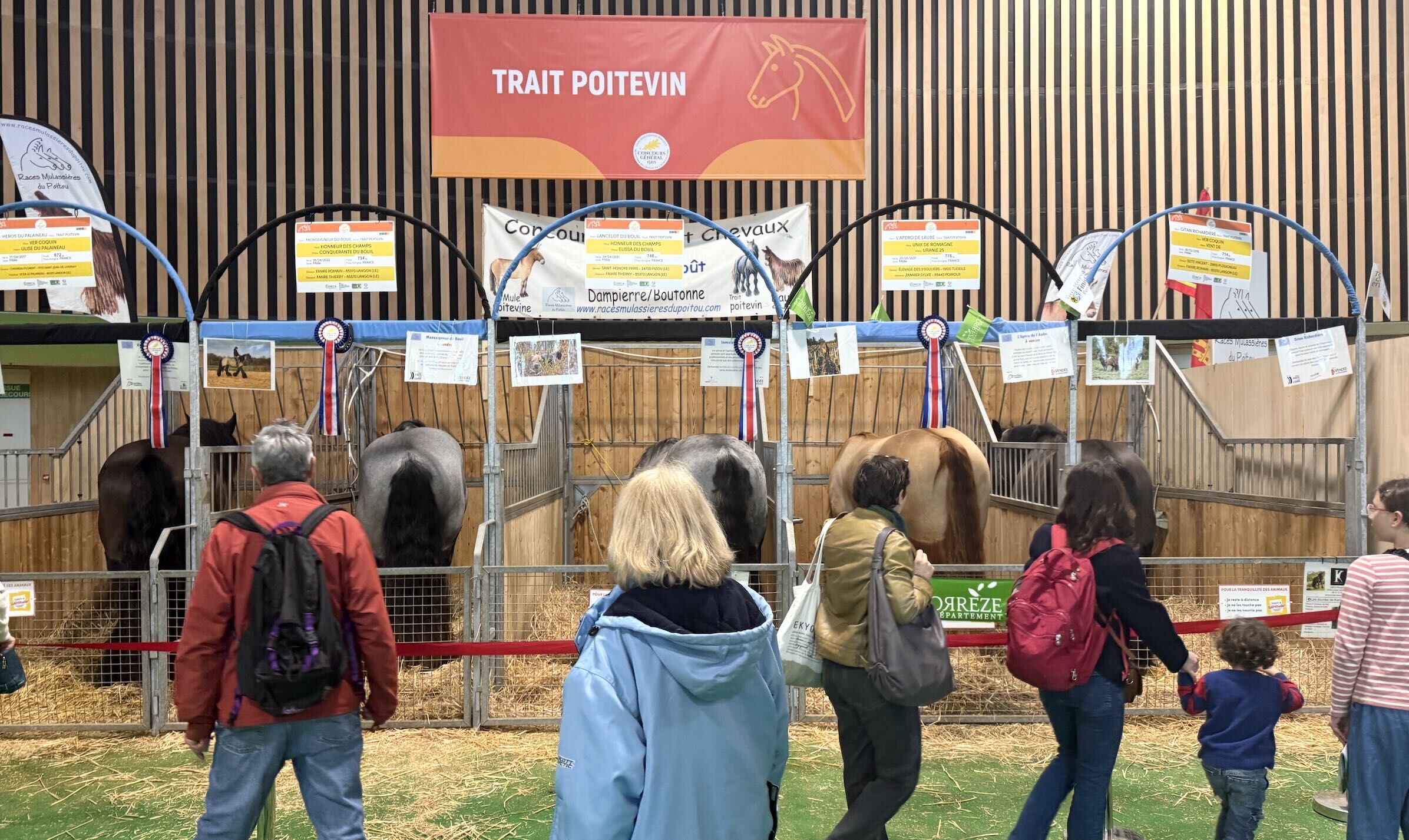 Une mule qui naît, c’est un poulain qui ne naît pas. Seul le premier poulinage, ainsi que ceux en fin de carrière de la jument sont réservés à la production de mules