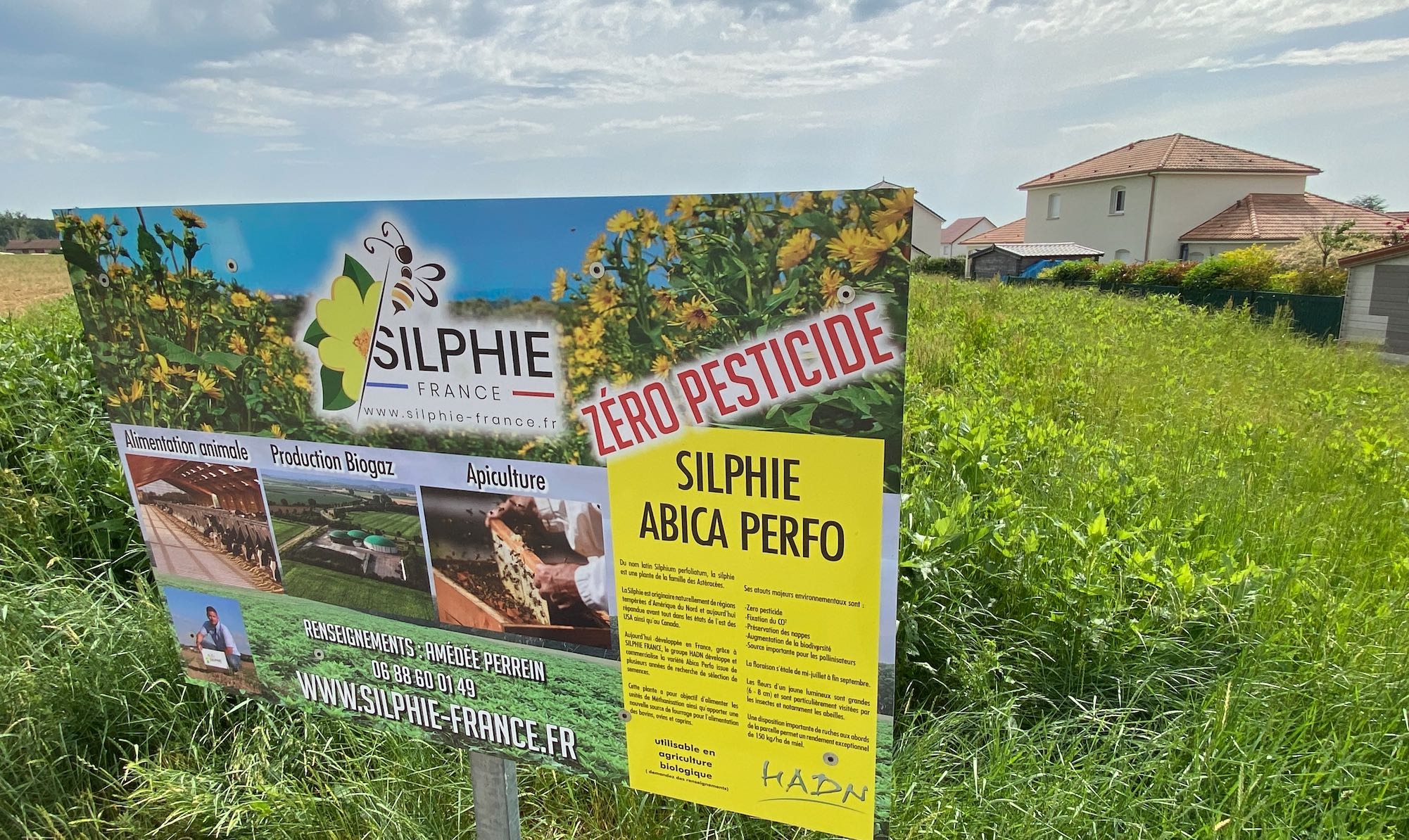 Situé en zone péri-urbaine, le Gaec de la souche a trouvé avec la silphie une super ZNT et un moyen de (se) protéger des riverains