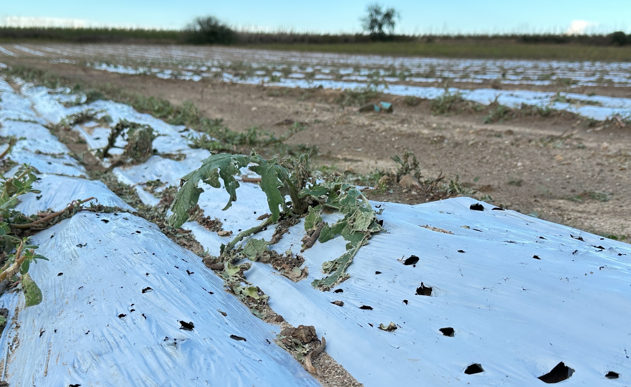 A Llupia (Pyrénées-Orientales), une parcelle d’artichaut victime de la grêle en septembre 2023, un risque en moins, et une assurance en moins, pour Pierre Batlle