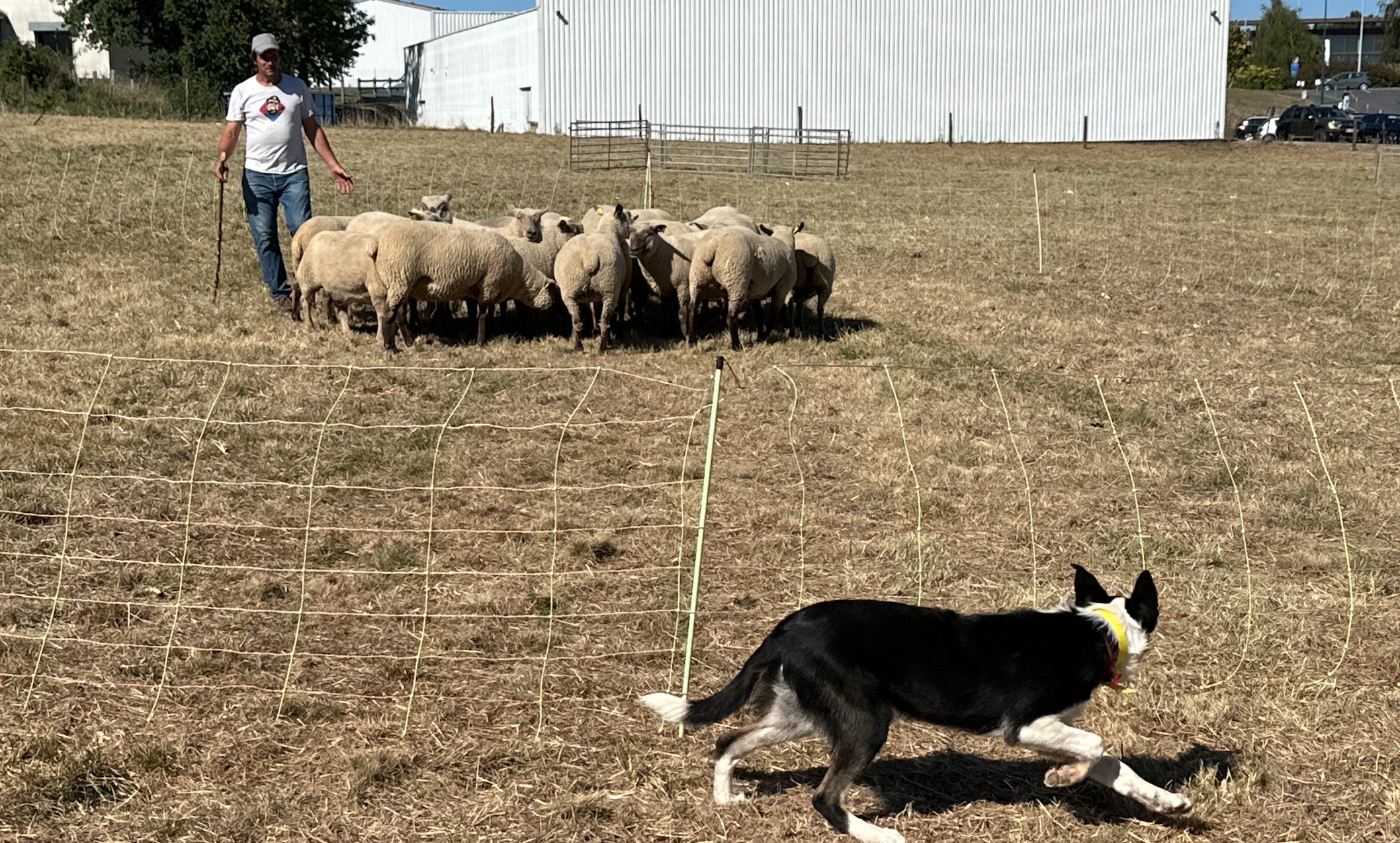 Au sein du pôle chiens de conduite et chiens de protection, Tech-Ovin et ses formateurs spécialisés ont permis de sensibiliser le public aux enjeux des chiens de troupeaux