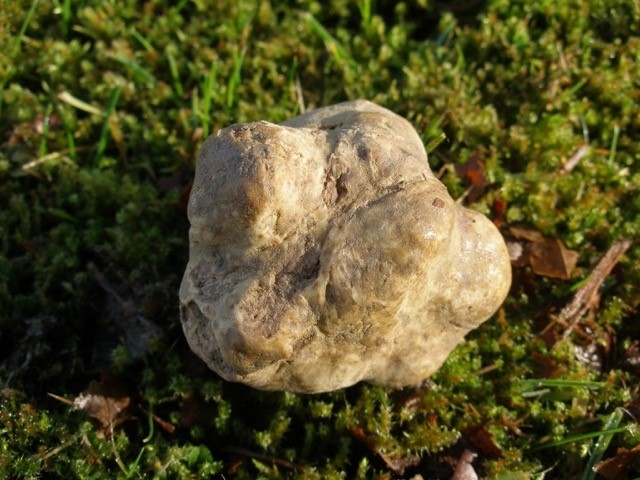 La truffe blanche Tuber Magnatum (Crédit photo : Claude Murat)