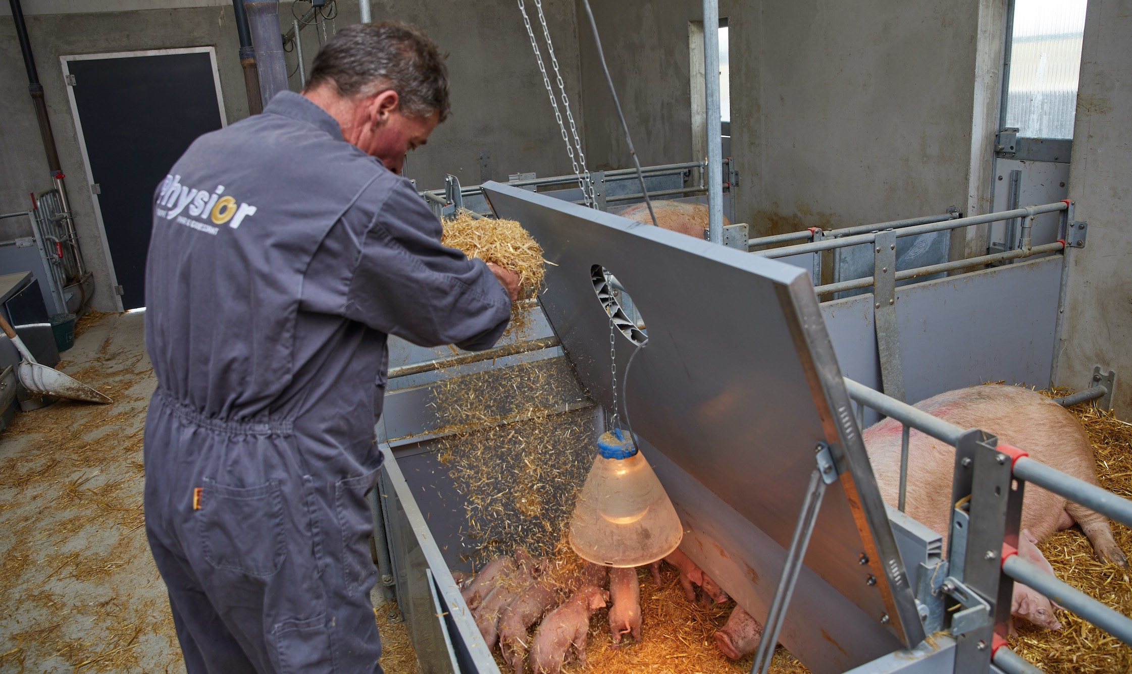 Les mises-bas s’effectuent en liberté et sur paille pour répondre l’instinct de nidification des truies (Crédit photo : Le Gouessant)