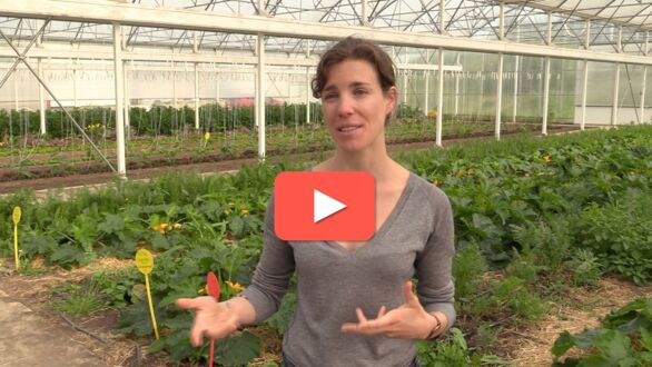 NeoFarm : la ferme maraîchère qui allie bio et robots - Pleinchamp