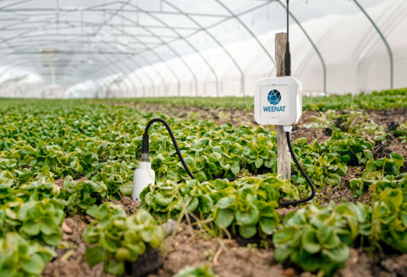 Une sonde de fertirrigation