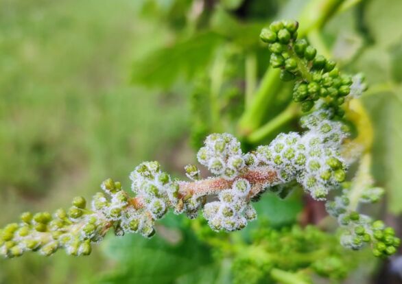 Vers une assurance anti-mildiou en viticulture ?