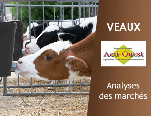 Veaux – Tendance haussière dans les veaux laitiers. - Pleinchamp