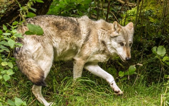 Revue De Tweets Loup Avec L Estive Les Attaques Pleinchamp