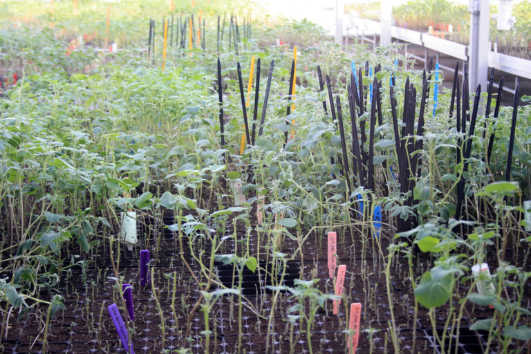 Pomme de terre : Cration de France Plants - Pleinchamp
